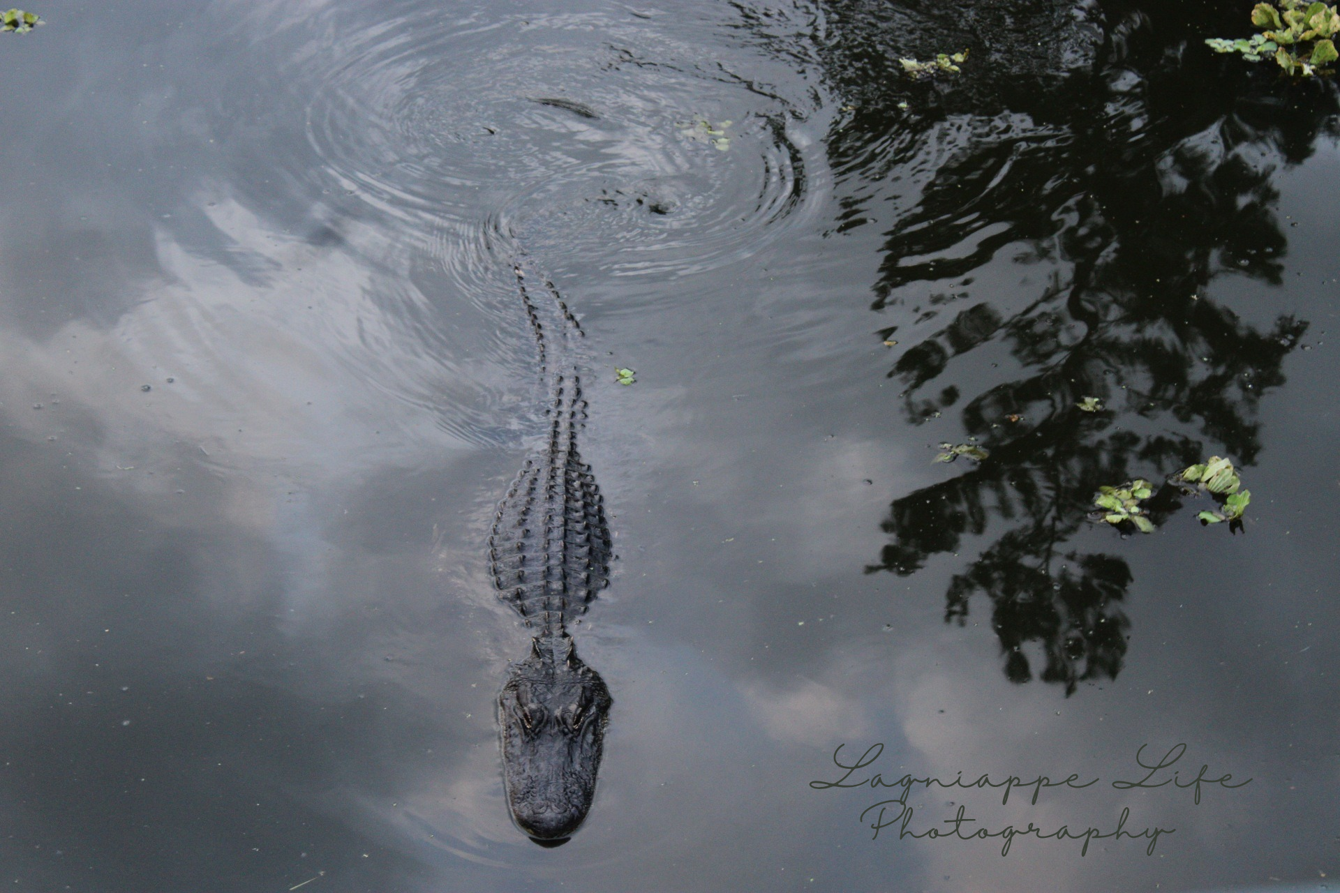 Lagniappe Life Photography_20250531_122717_0000.png