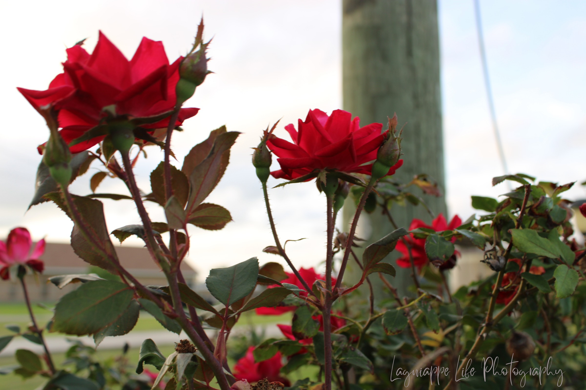 Lagniappe Life Photography_20250606_080016_0000.png