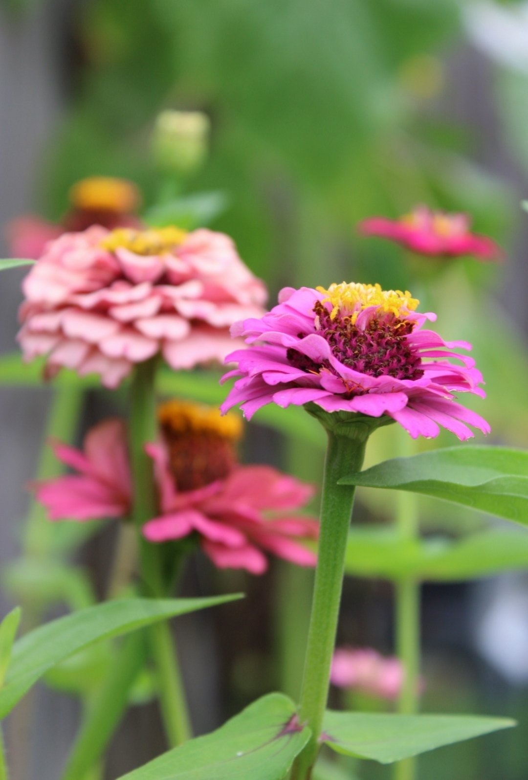 Zinnia.jpg