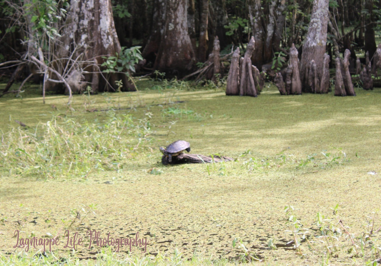 Lagniappe Life Photography_20250525_135646_0000.png