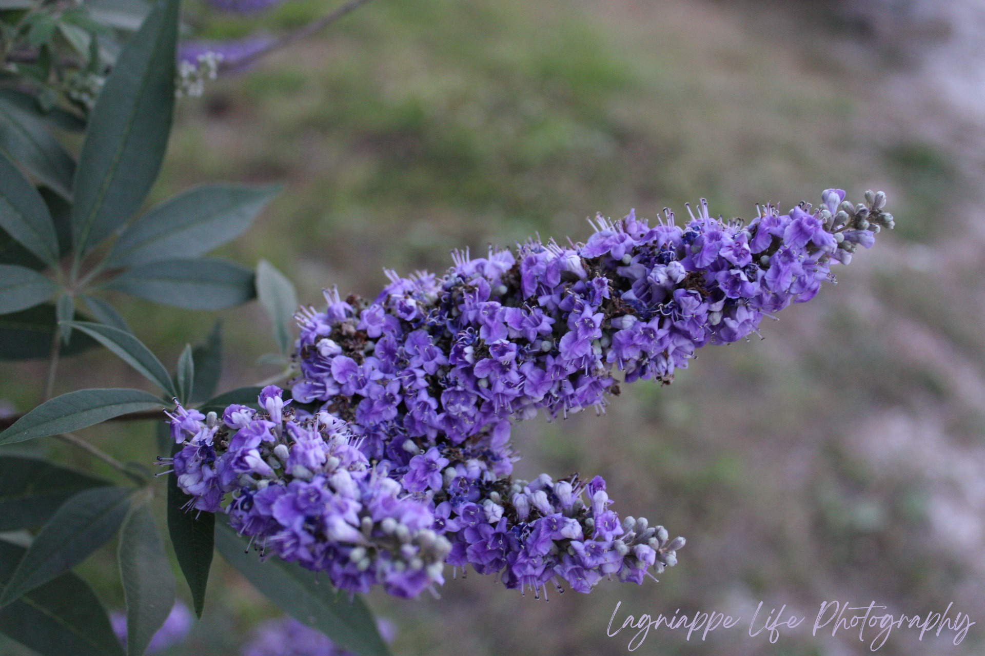 Lagniappe Life Photography_20250606_083822_0000.png