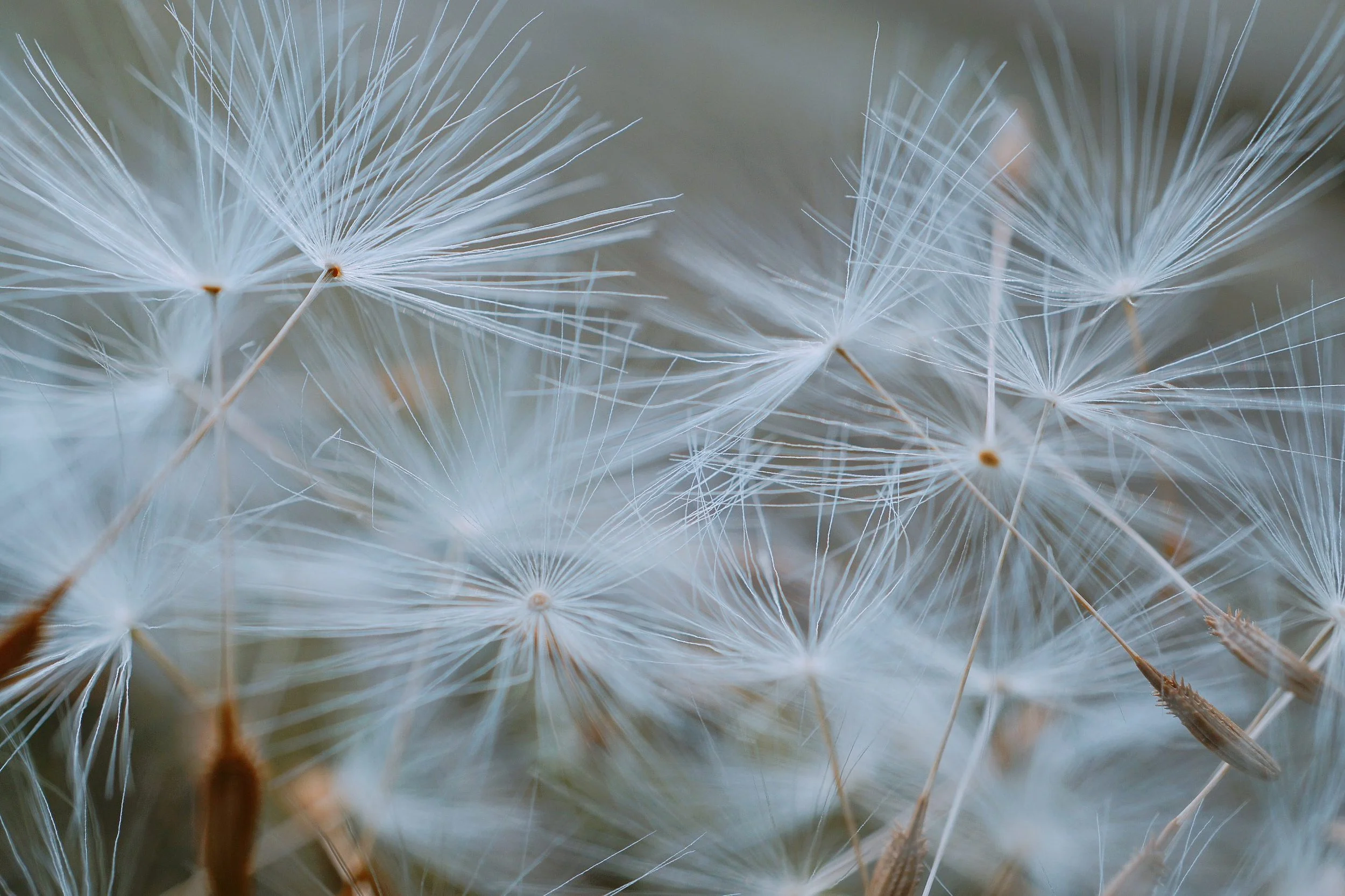 Close-up van dandelion pluimen die door de wind gedragen worden.