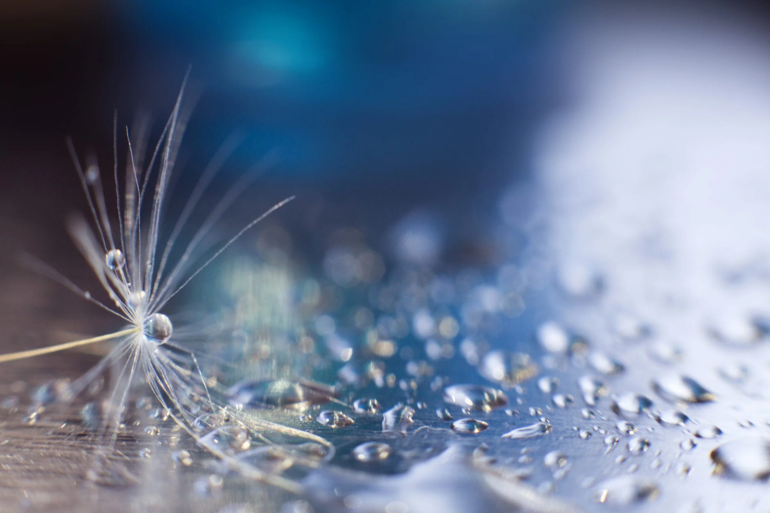 Close-up van een prachtig gedetailleerde rups met lange fijne haren, met waterdruppels op en rondom, met een blauwe en witte achtergrond.