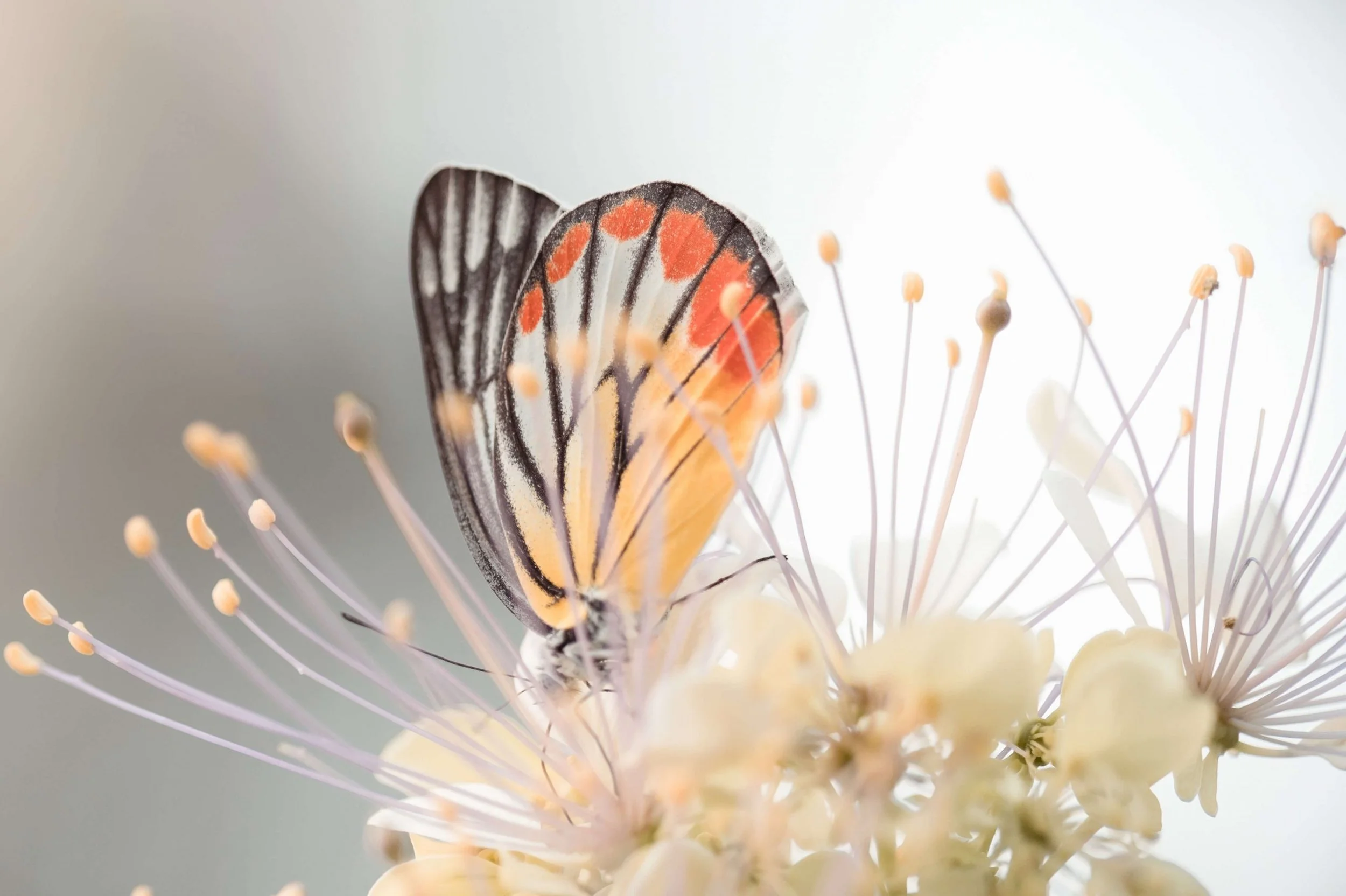 Een close-up van een vlinder met oranje, zwart en witte vleugels die op een bloem zit, omringd door bloemstempels.