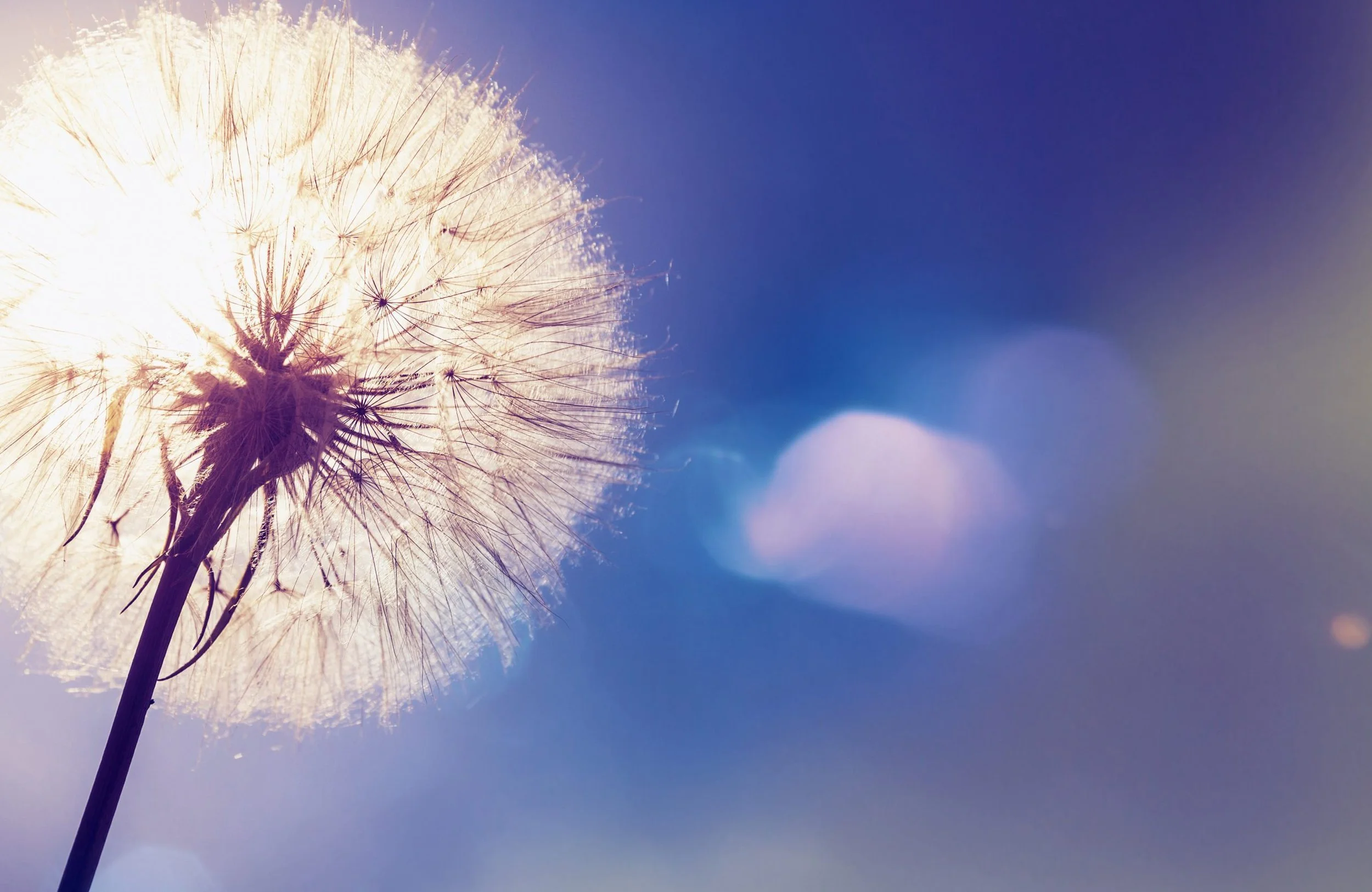Een close-up van een springende zaadbol van een witte paardenbloem met een blauwe lucht op de achtergrond.