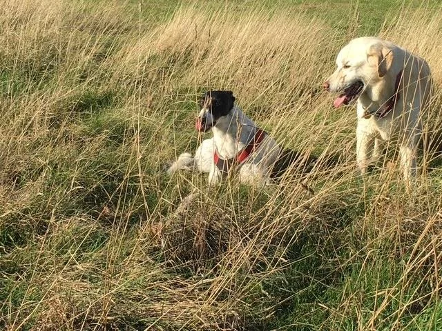 Two dogs in a field of tall grass, one sitting and the other standing, with a clear sky in the background.