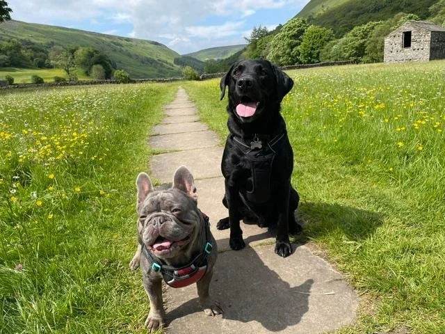 Two dogs, a French Bulldog and a black Labrador Retriever, sitting on a pathway in a green field with yellow flowers and rolling hills in the background.