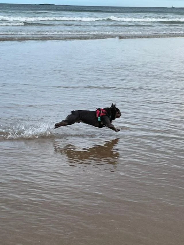 A dog running at the beach near the shoreline, with waves in the background.