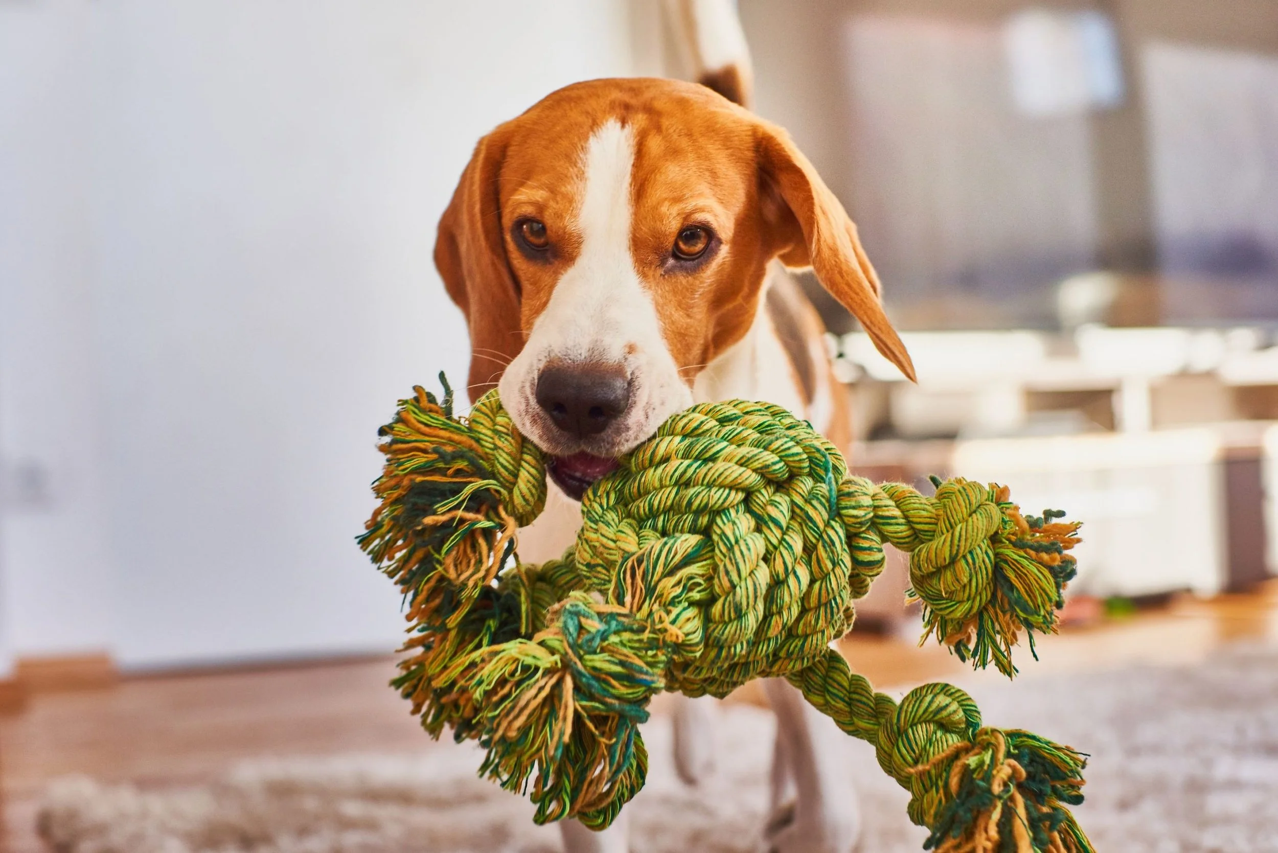 Dog Home Visits