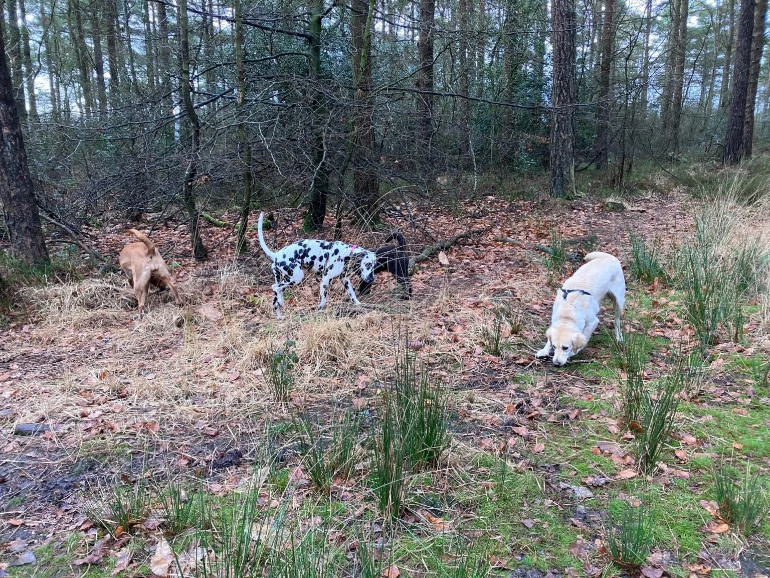 Three dogs exploring a wooded area with dry leaves, grass, and trees.