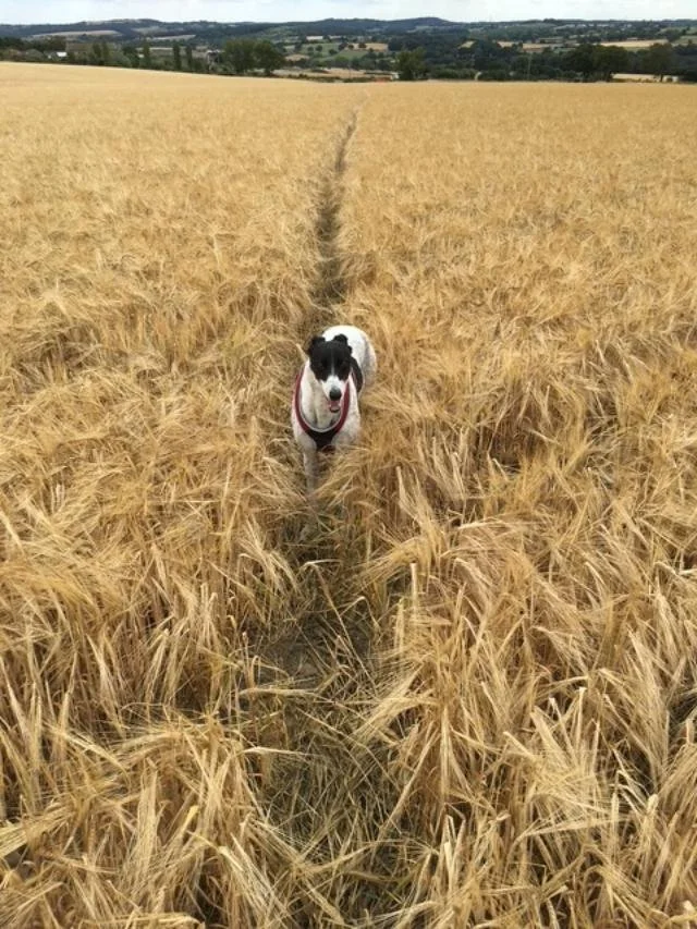 Black and white dog standing on a narrow dirt path in a golden wheat field, with hills and trees in the background under a clear sky.