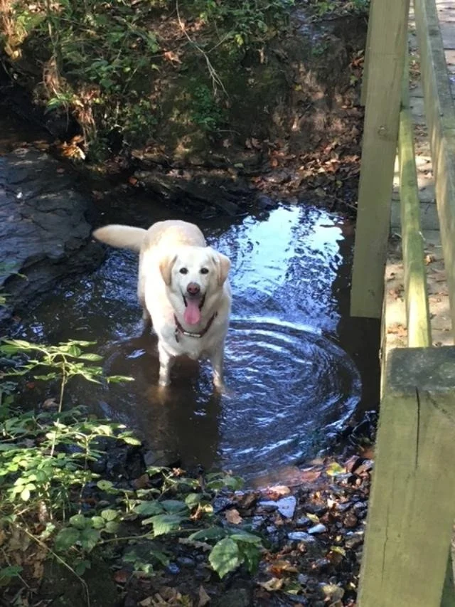 A golden retriever dog standing in a small stream surrounded by rocks and lush greenery, near a wooden bridge railing.