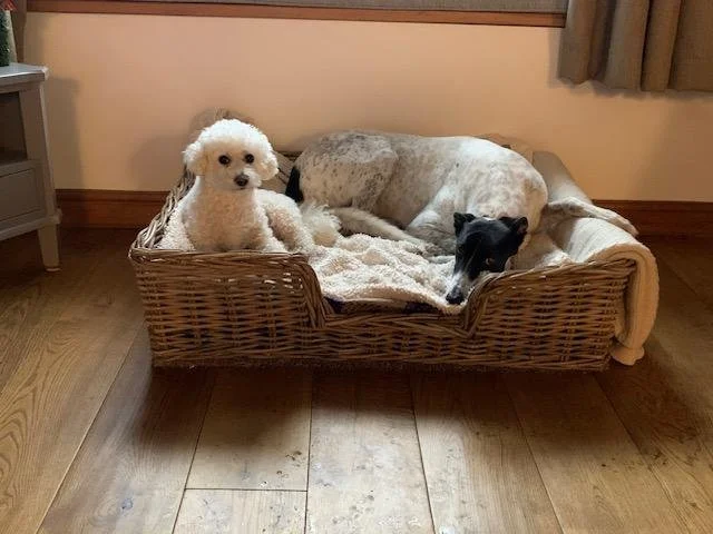 Dog boarding / sitting