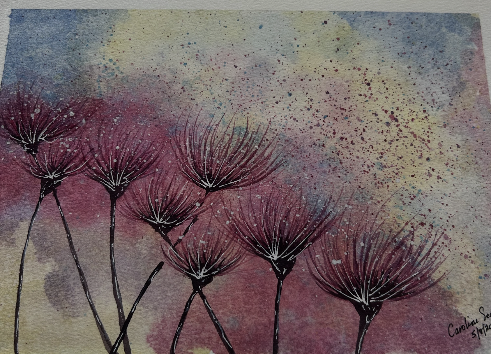 Pink Dandelions