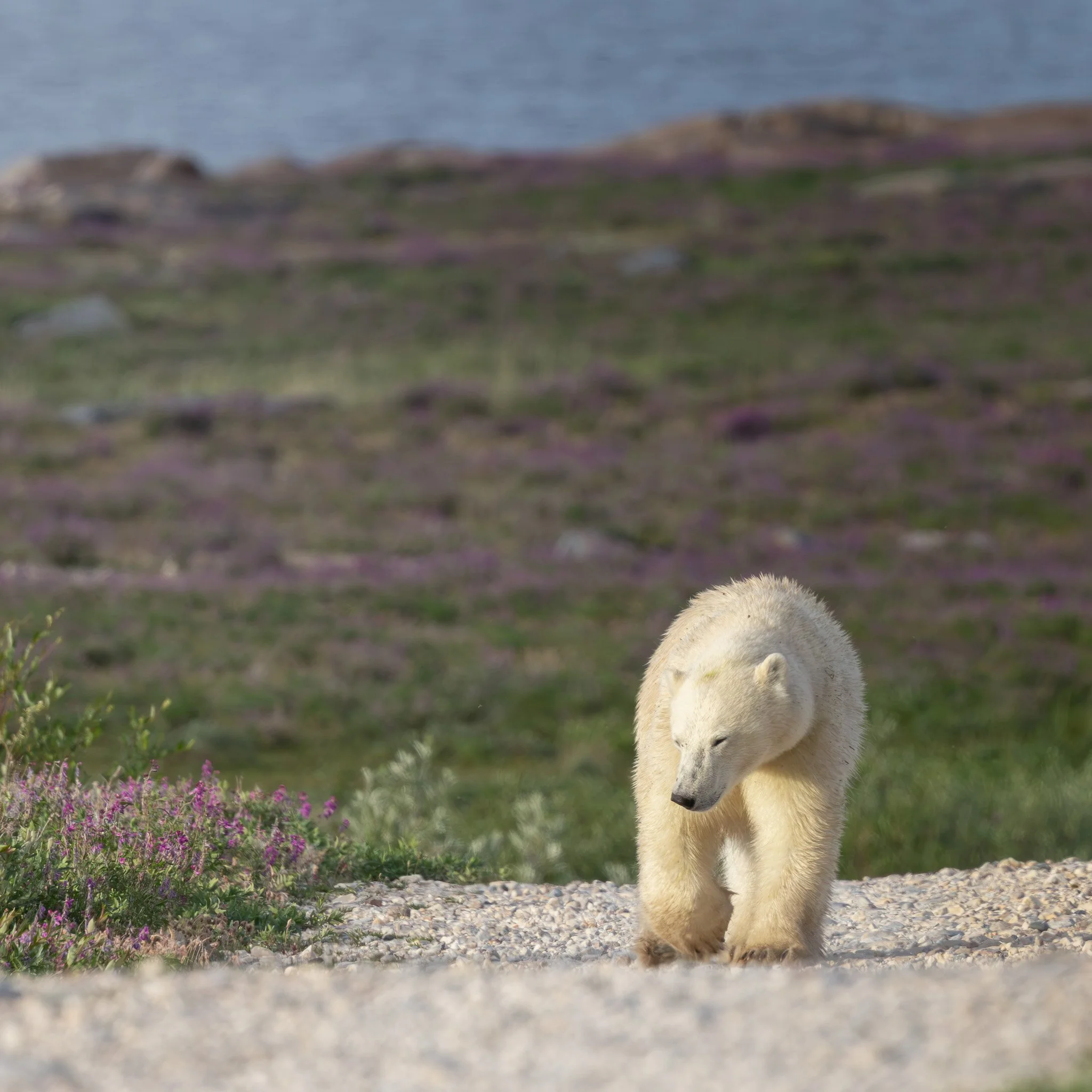 Polar Bear - Churchill, Manitoba