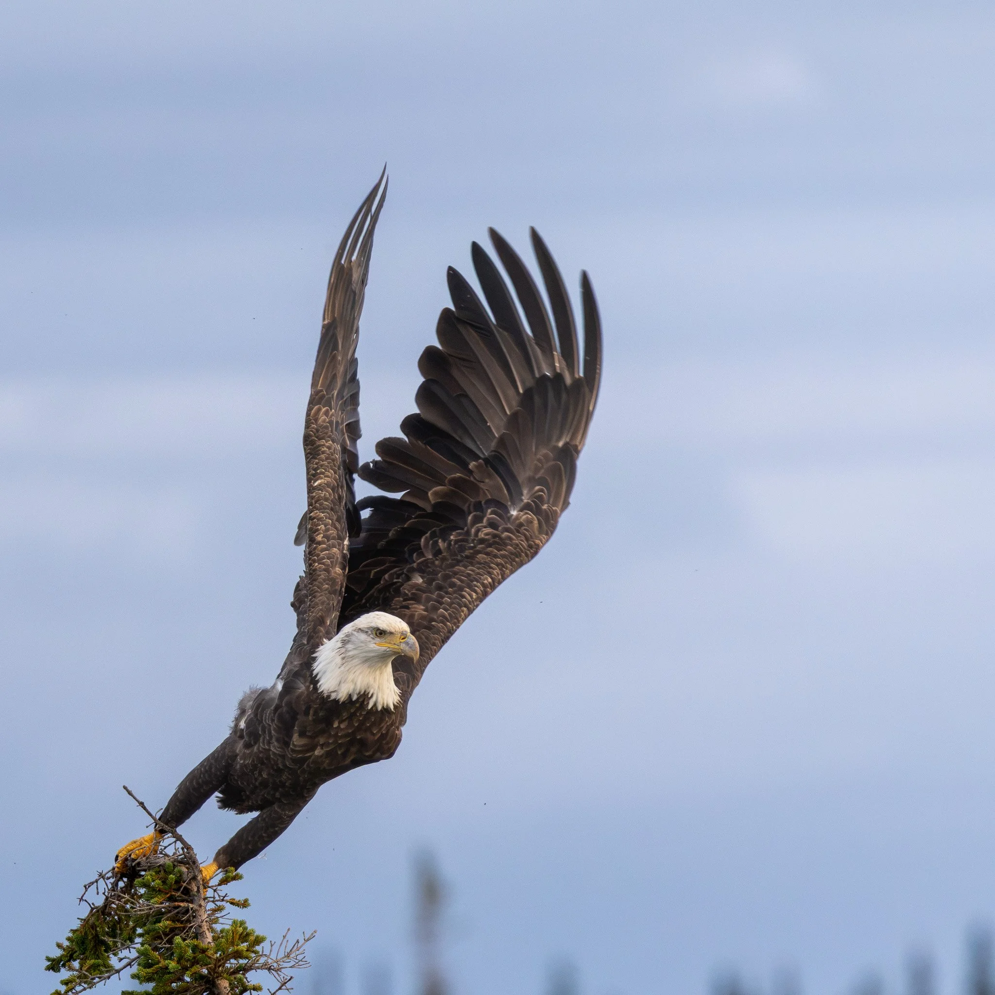 Bald Eagle - Churchill, Manitoba