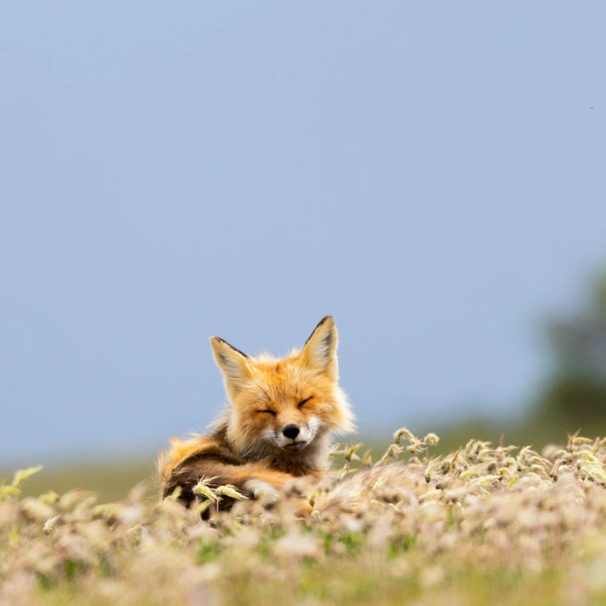Red Fox - Churchill, Manitoba