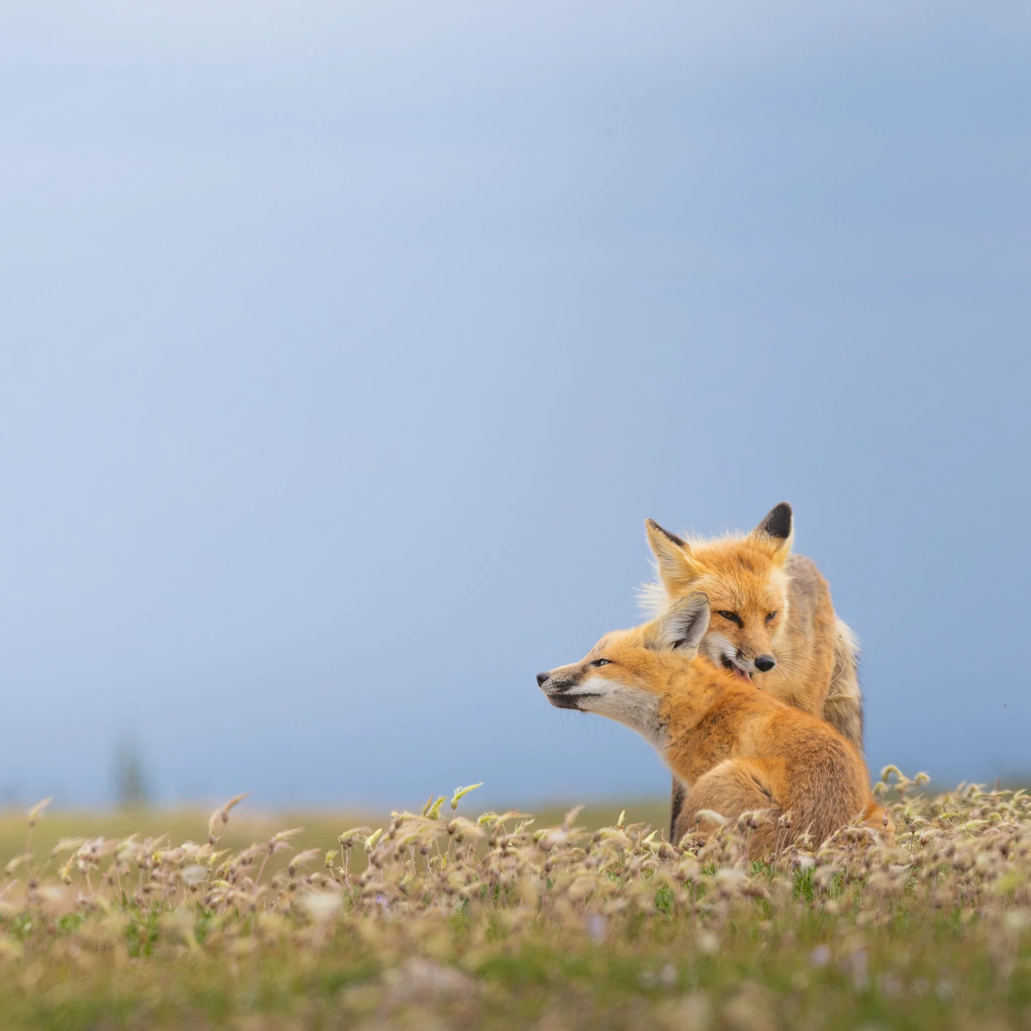 Red Fox - Churchill, Manitoba