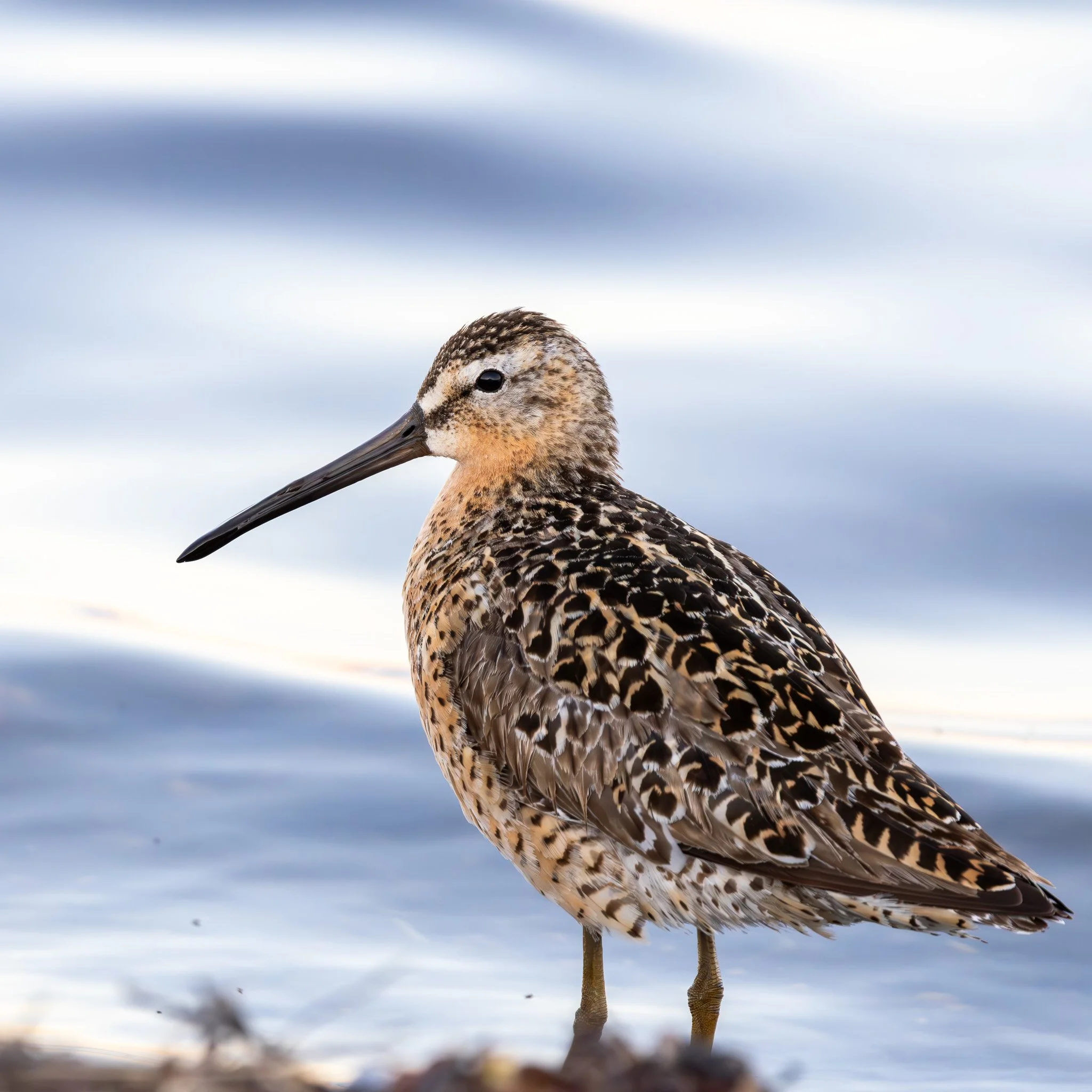 Short-billed Dowitcher - Churchill, Manitoba