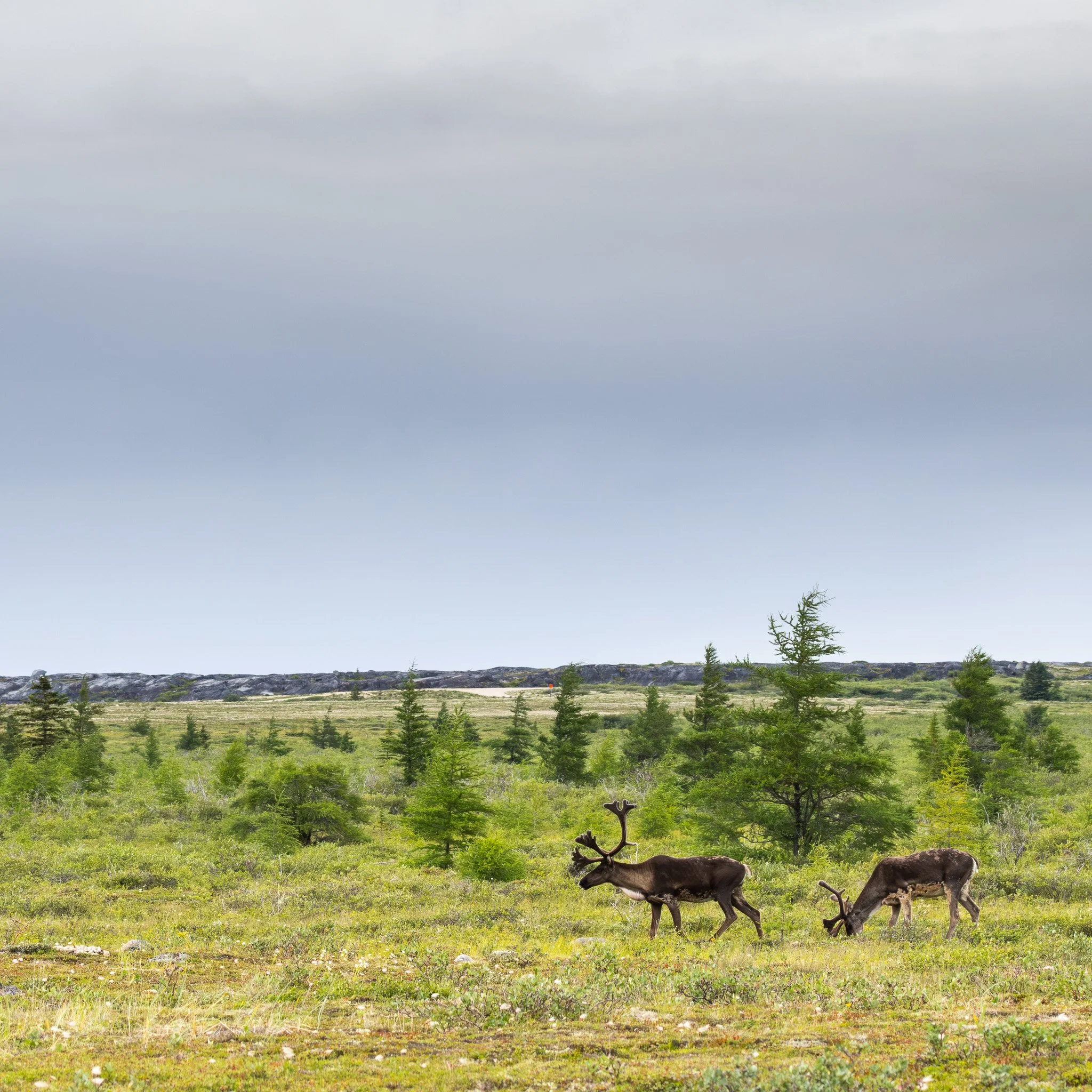 Woodland Caribou - Churchill, Manitoba