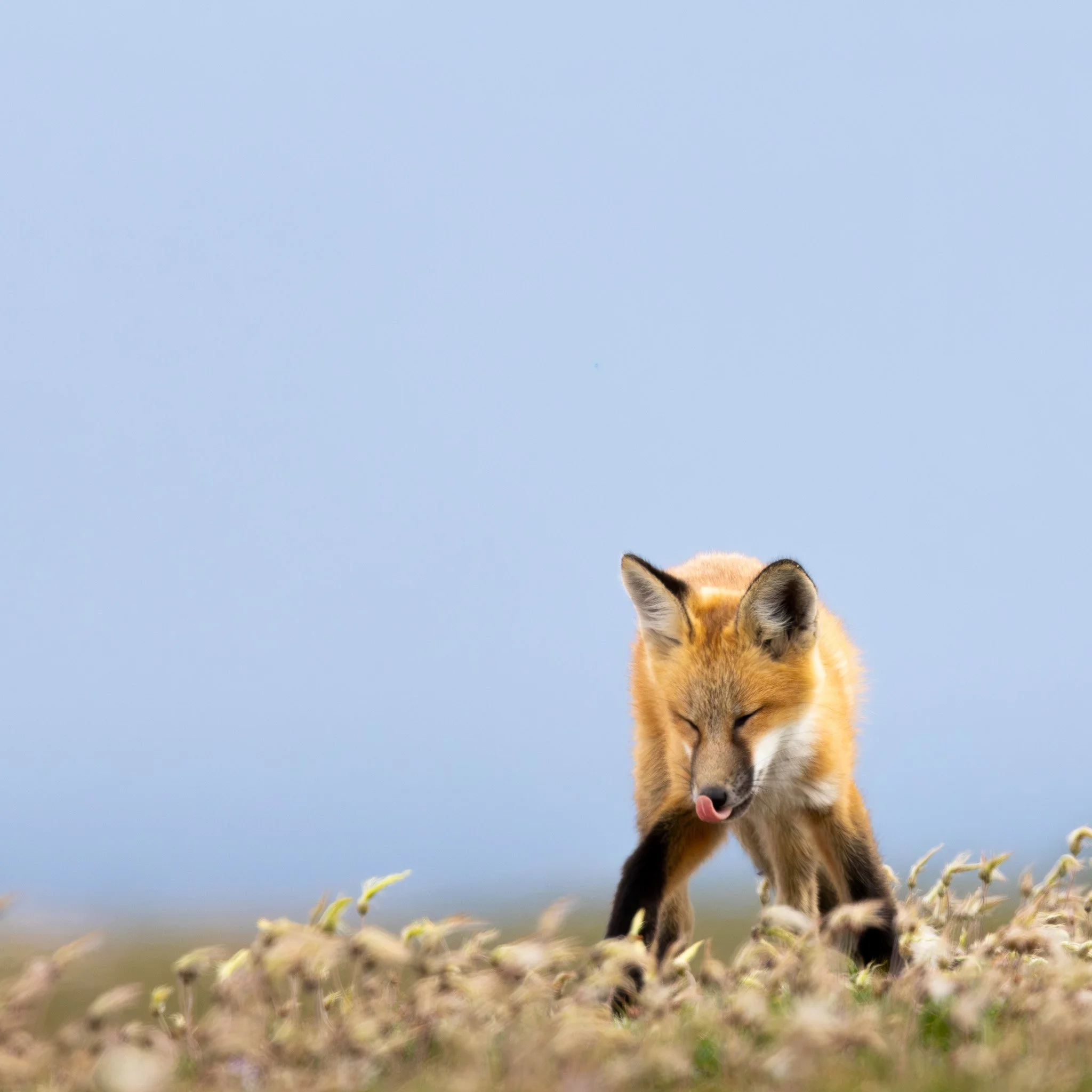 Red Fox - Churchill, Manitoba