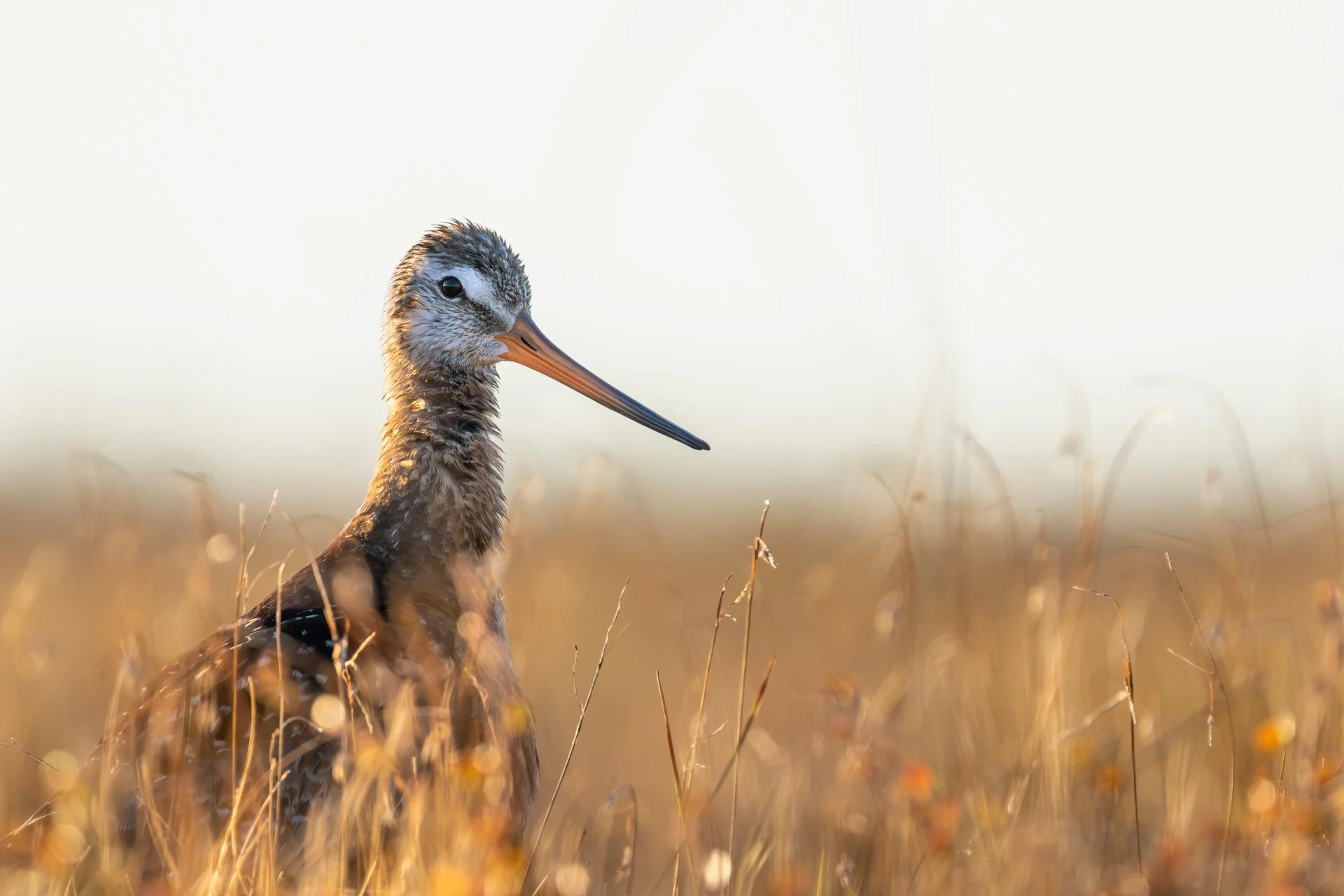Hudsonian Godwit - Churchill, Manitoba