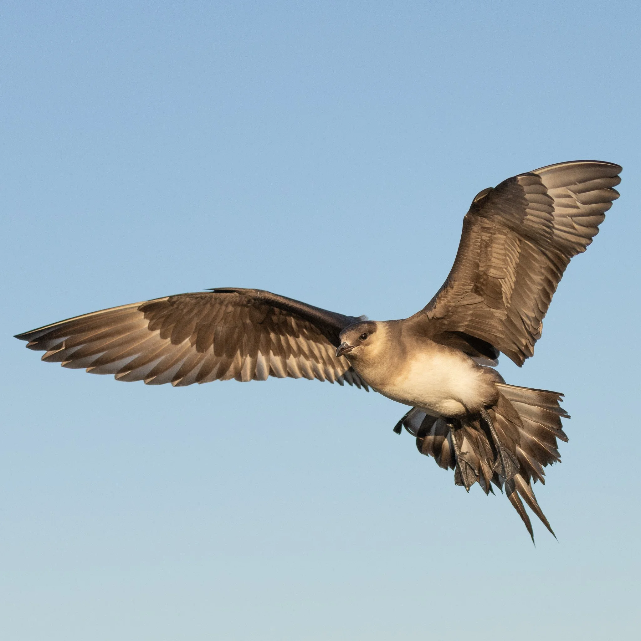 Arctic Skua - Churchill, Manitoba
