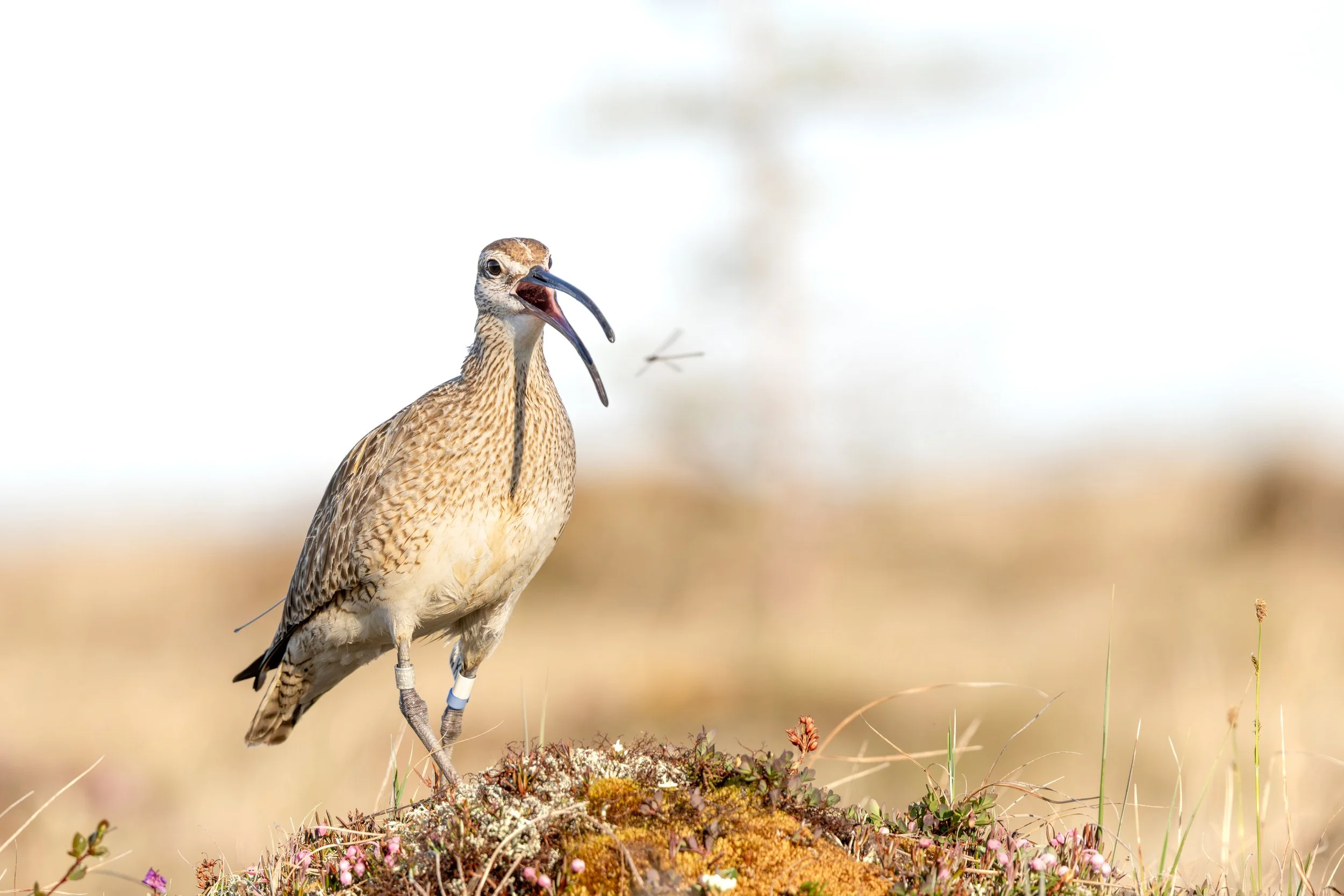 Hudsonian Whimbrel - Churchill, Manitoba