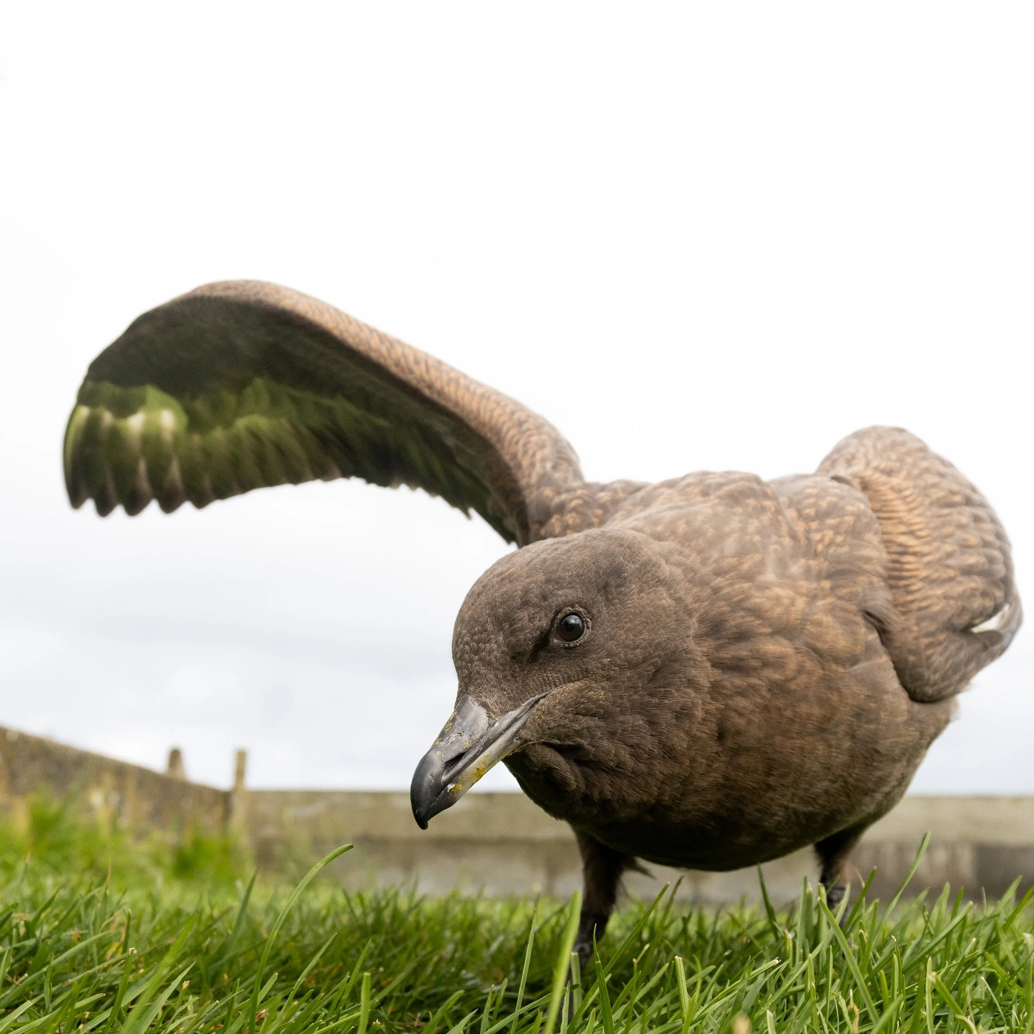 Great Skua - Nolsoy, Faroe Islands