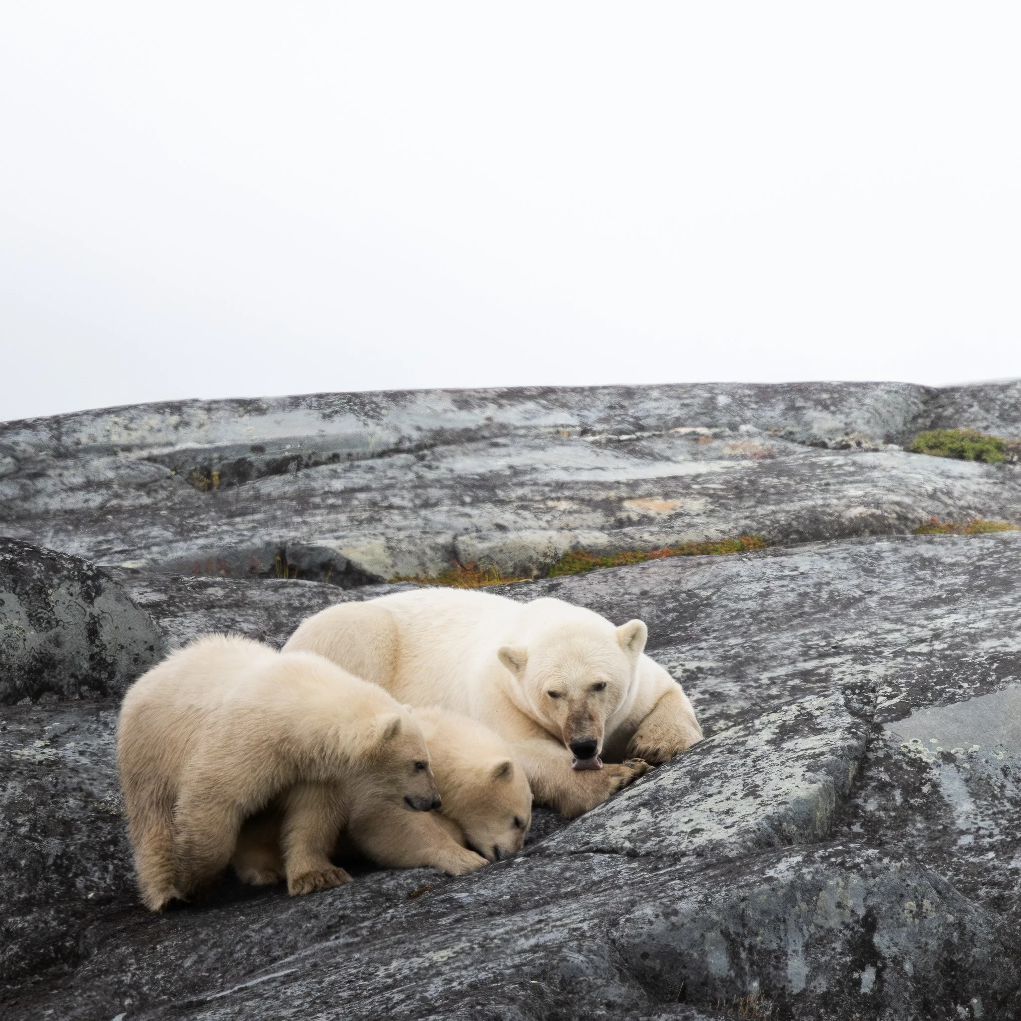 Polar Bear - Churchill, Manitoba