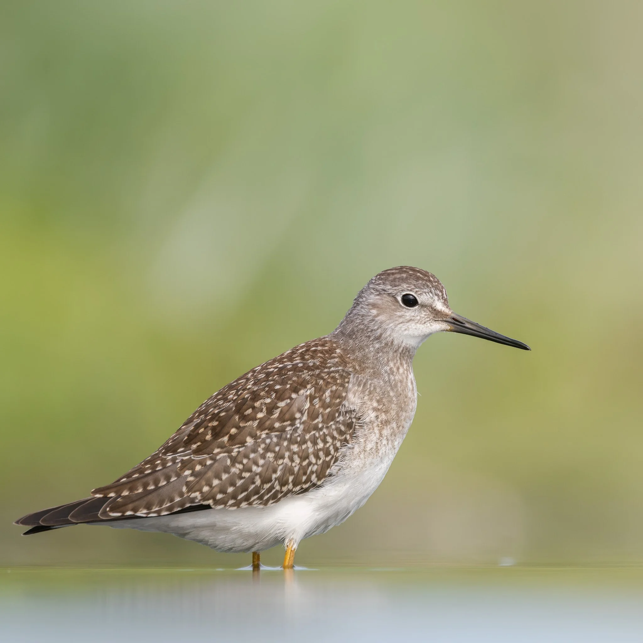 Lesser Yellowlegs - Churchill, Manitoba