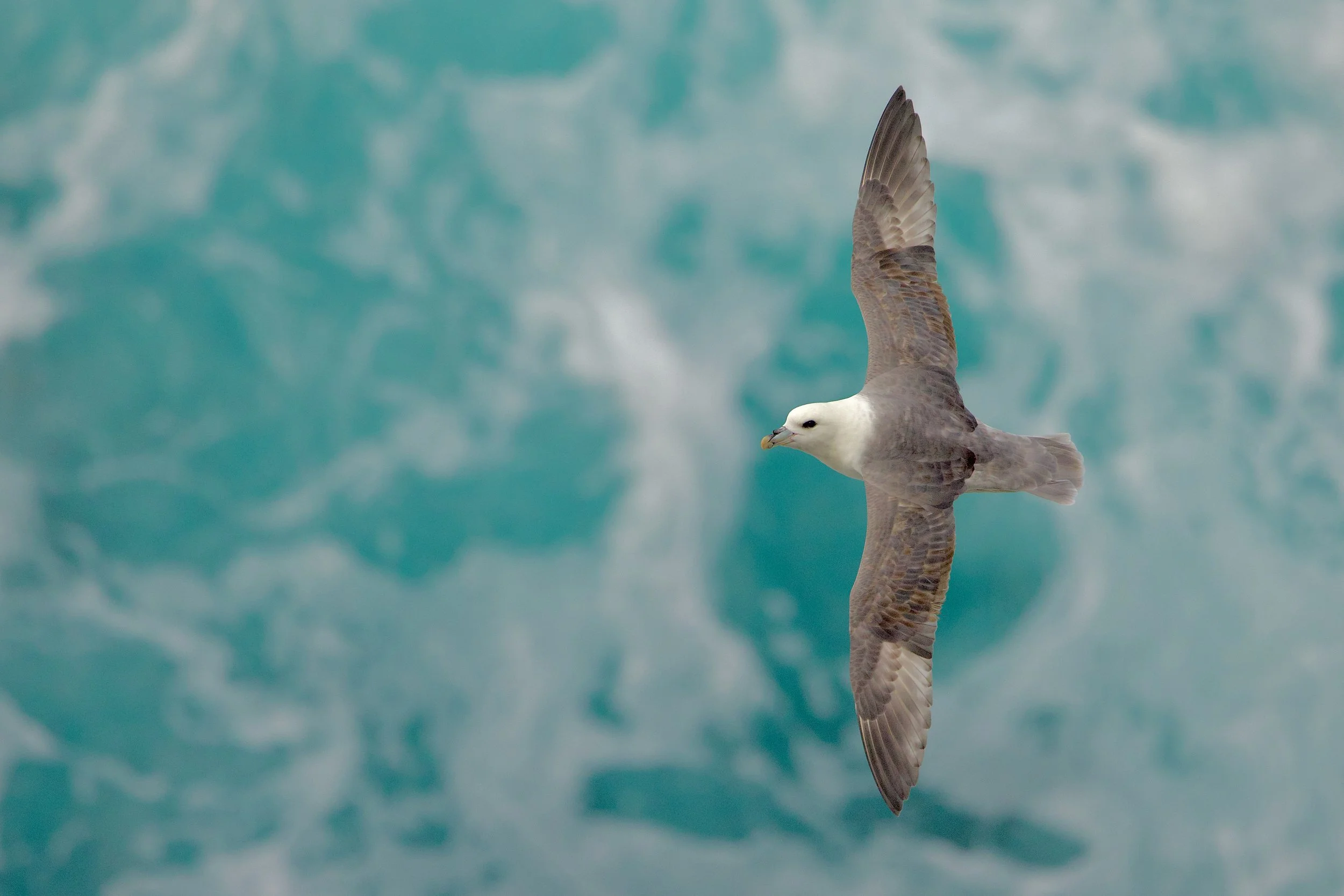 Northern Fulmar - Koltur, Faroe Islands