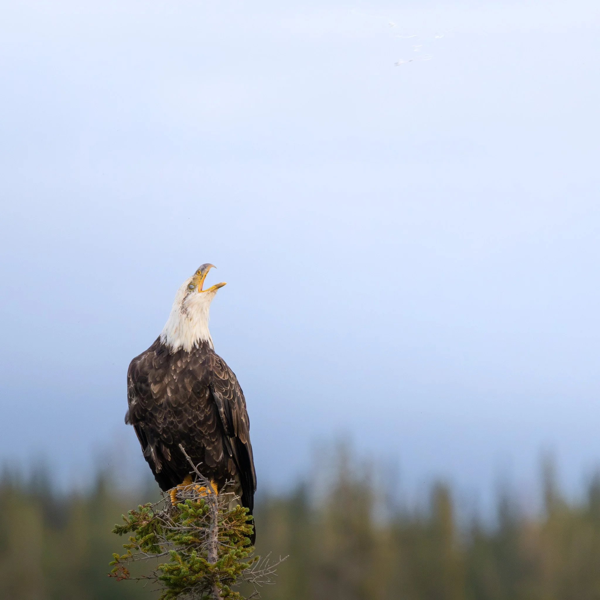 Bald Eagle - Churchill, Manitoba