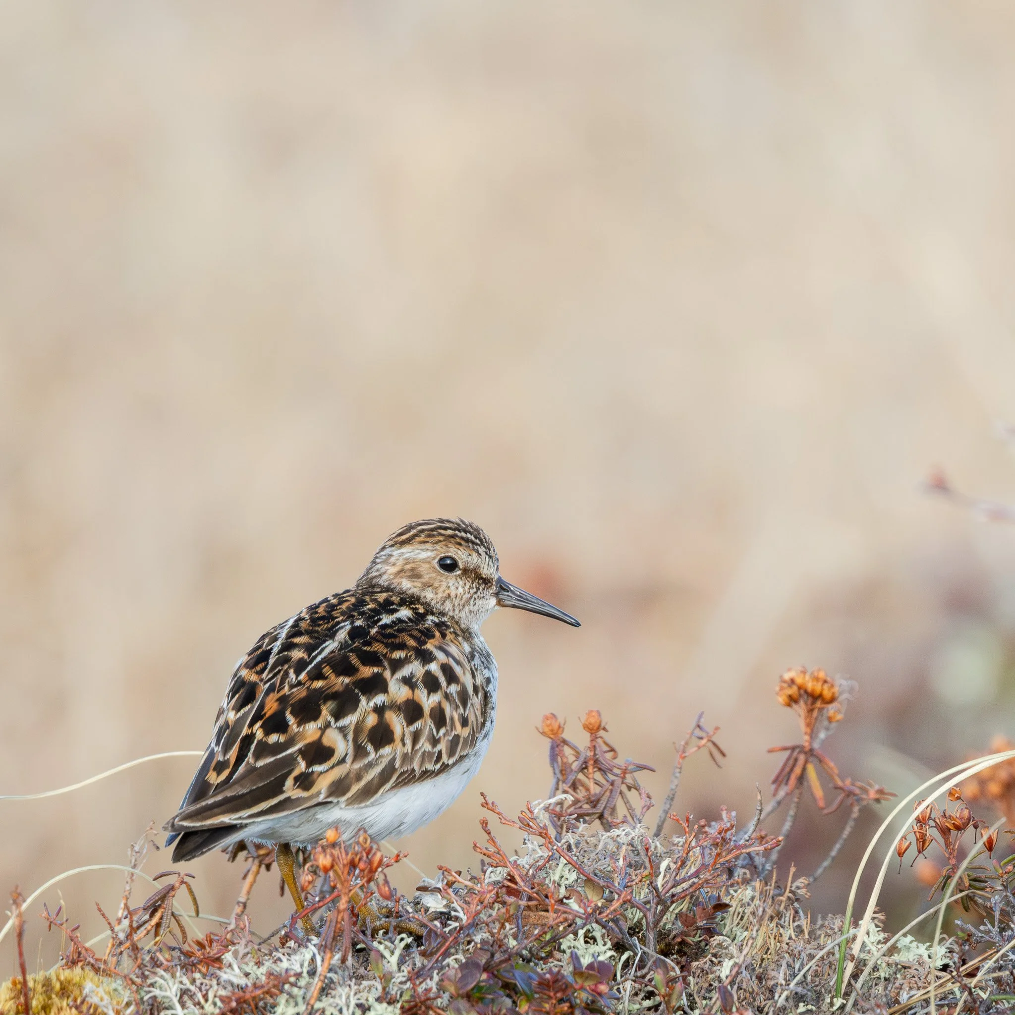 Least Sandpiper - Churchill, Manitoba