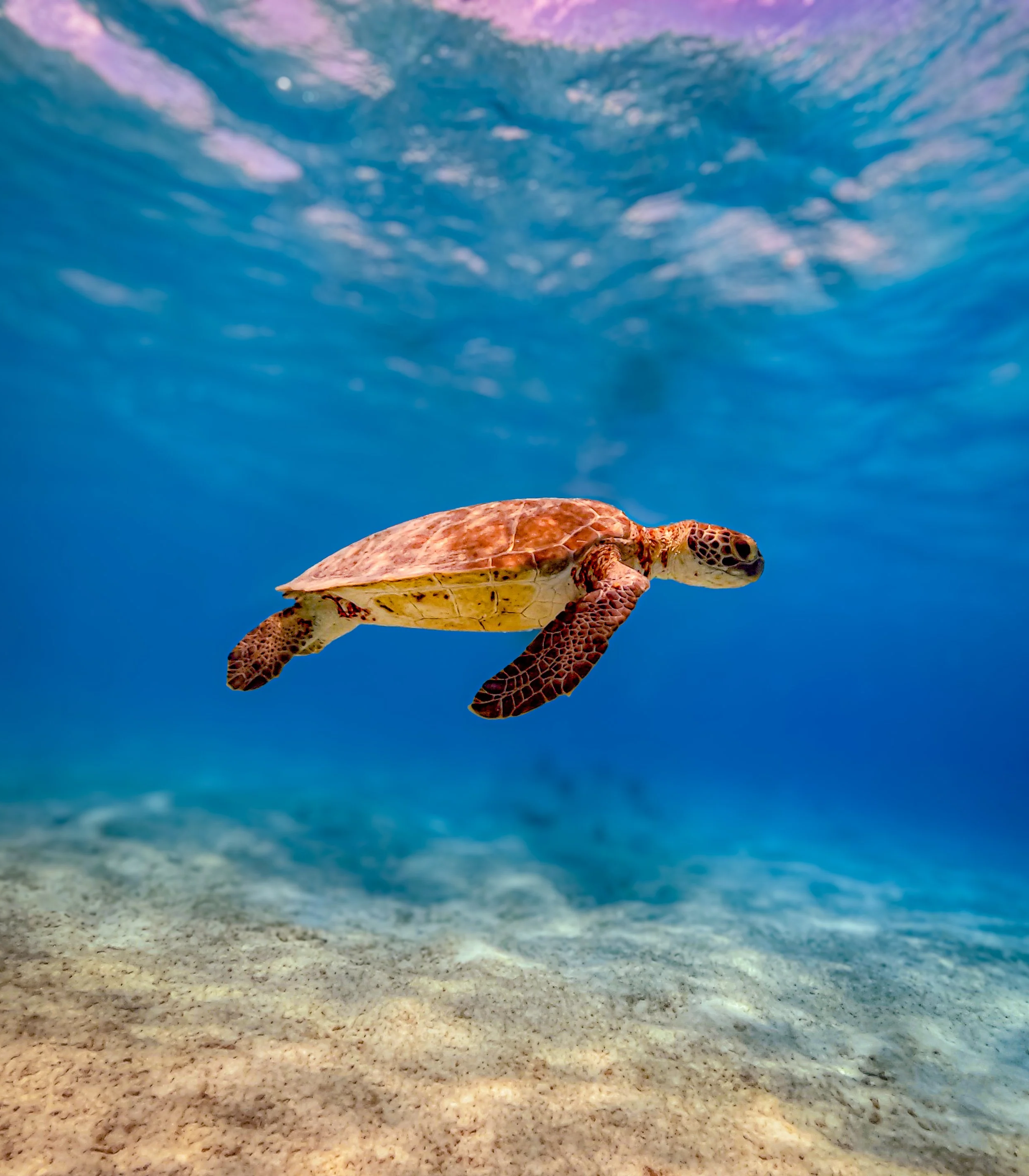 A baby sea turtle swimming in clear ocean water above the sandy ocean floor.