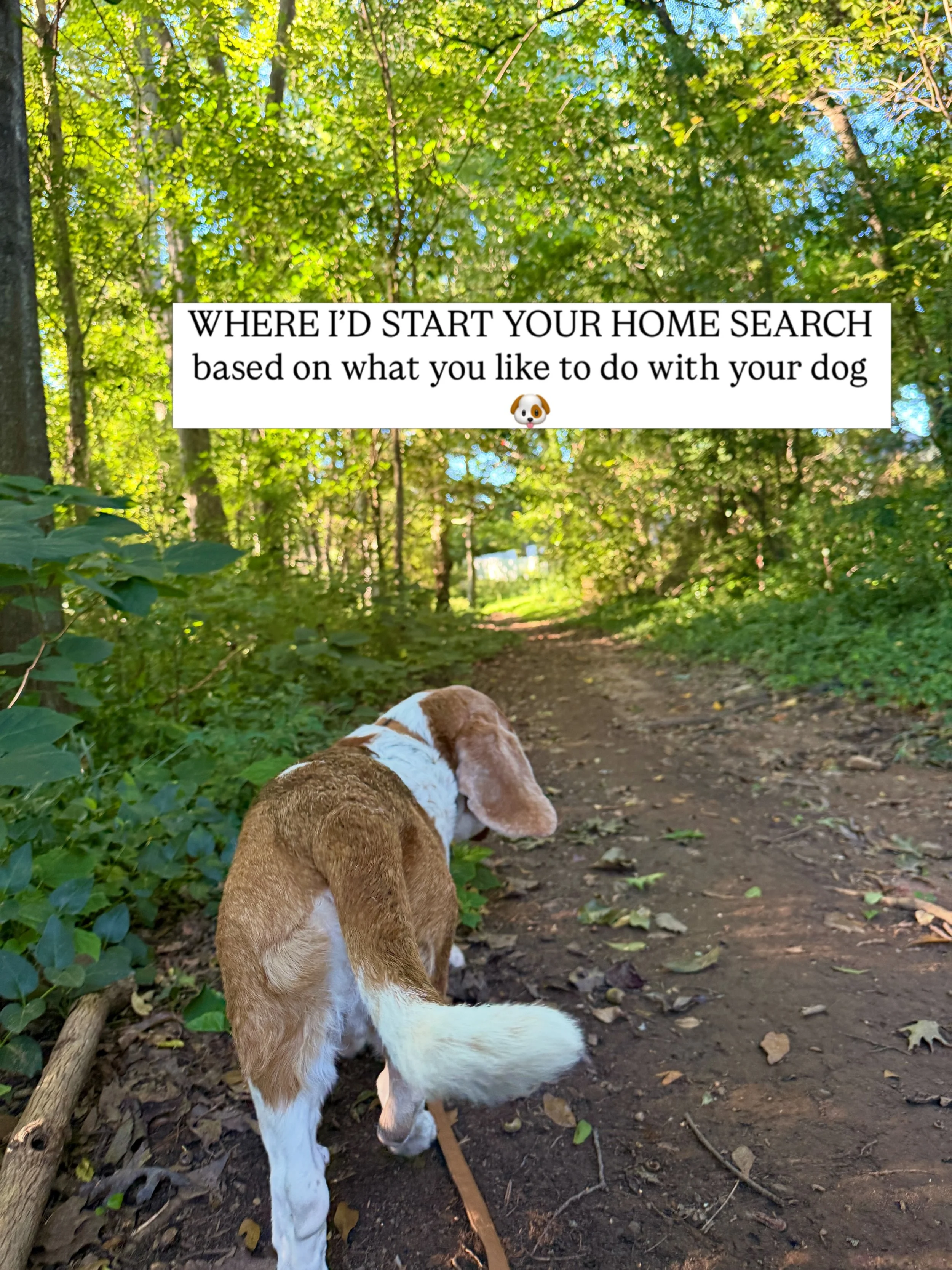 Your dog might have more say in your home search than you think! Maybe you need wooded trails every morning. Maybe your dog requires a backyard. Maybe they&rsquo;re coming to brunch whether the restaurant likes it or not.

So here&rsquo;s where I&rsq