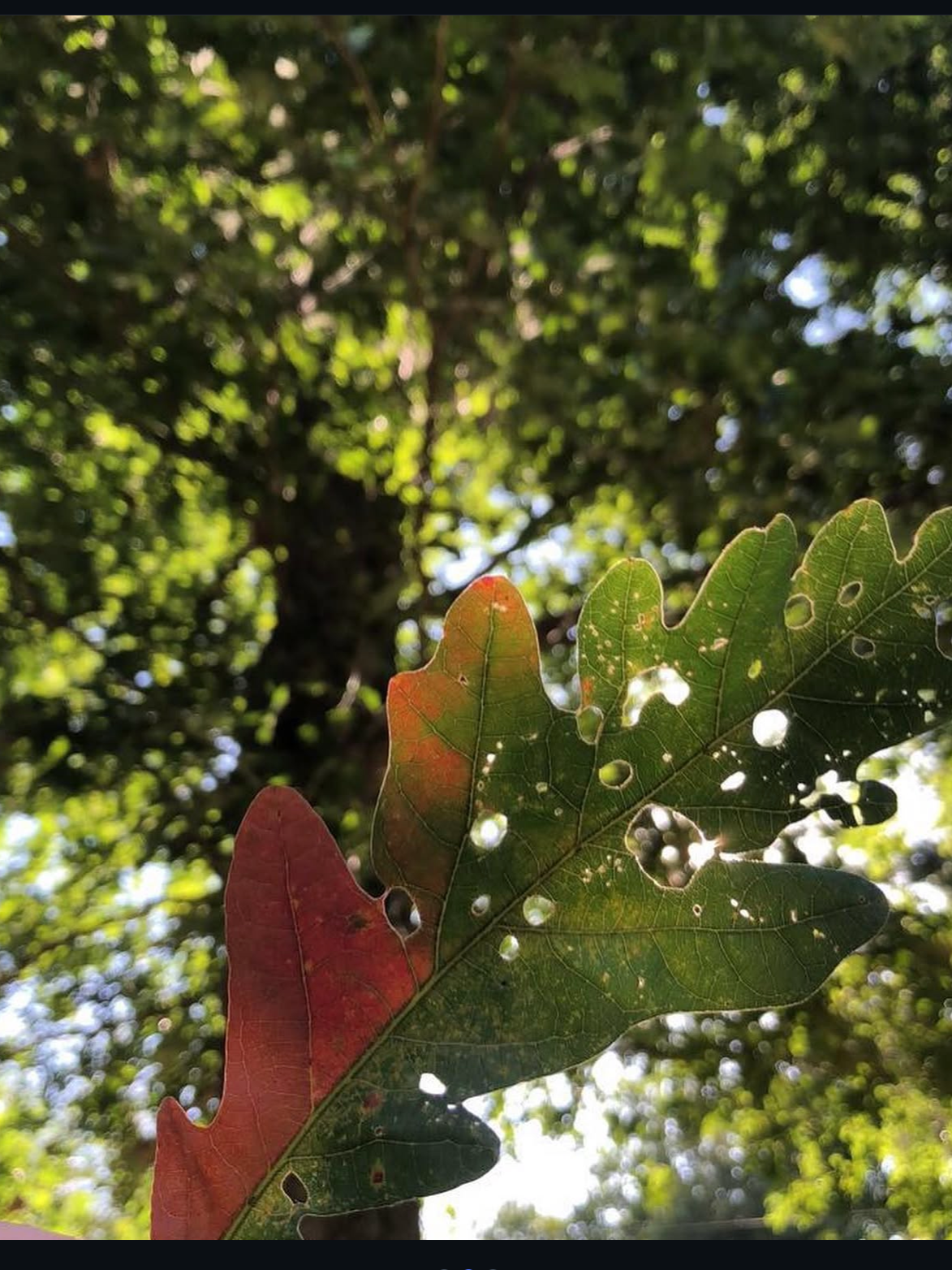 Close-up view of a green oak leaf with holes and a hint of red color, against a blurred background of tree foliage and sunlight filtering through the leaves.