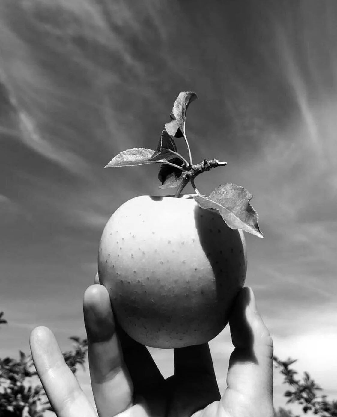 A hand holding an apple with a small branch and leaves growing from it, against a backdrop of a cloudy sky.
