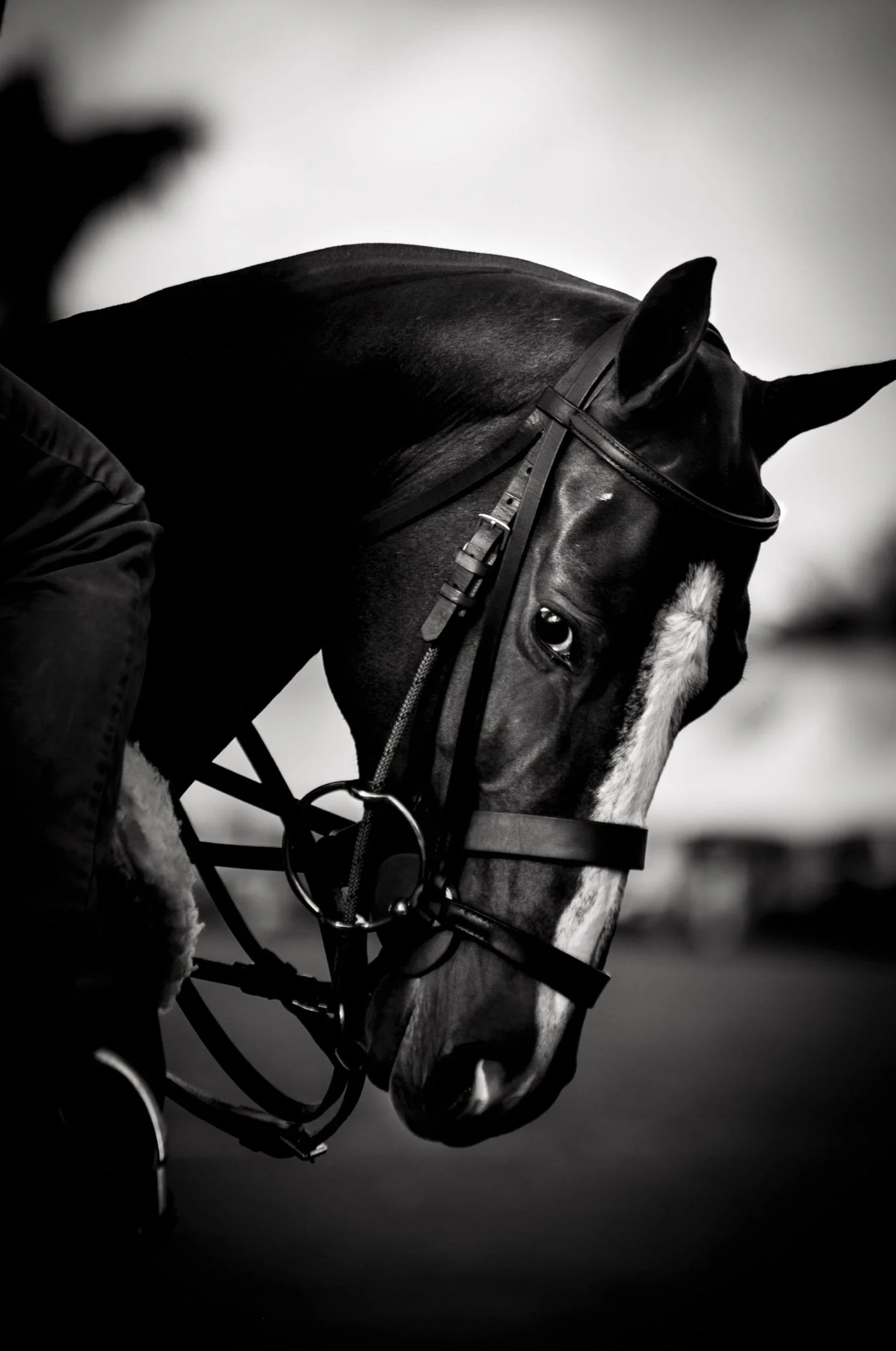 Close-up of a black horse's head with a white stripe, wearing a bridle, with a blurred rider in the background, in black and white.