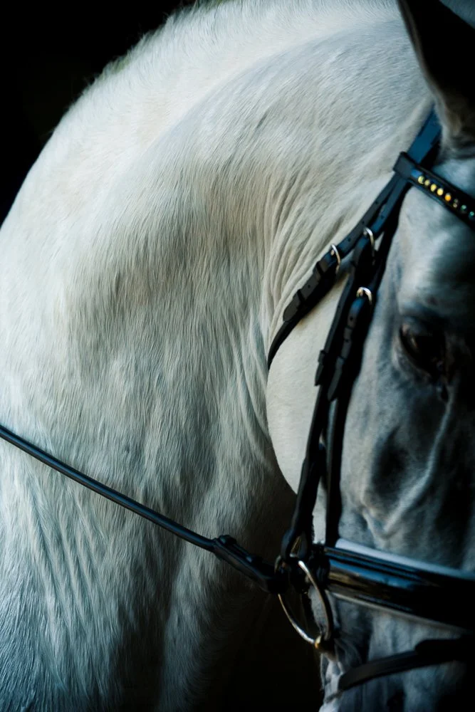 Close-up of a grey horse's body and face with a black bridle and reins, showing detailed muscles and fur.