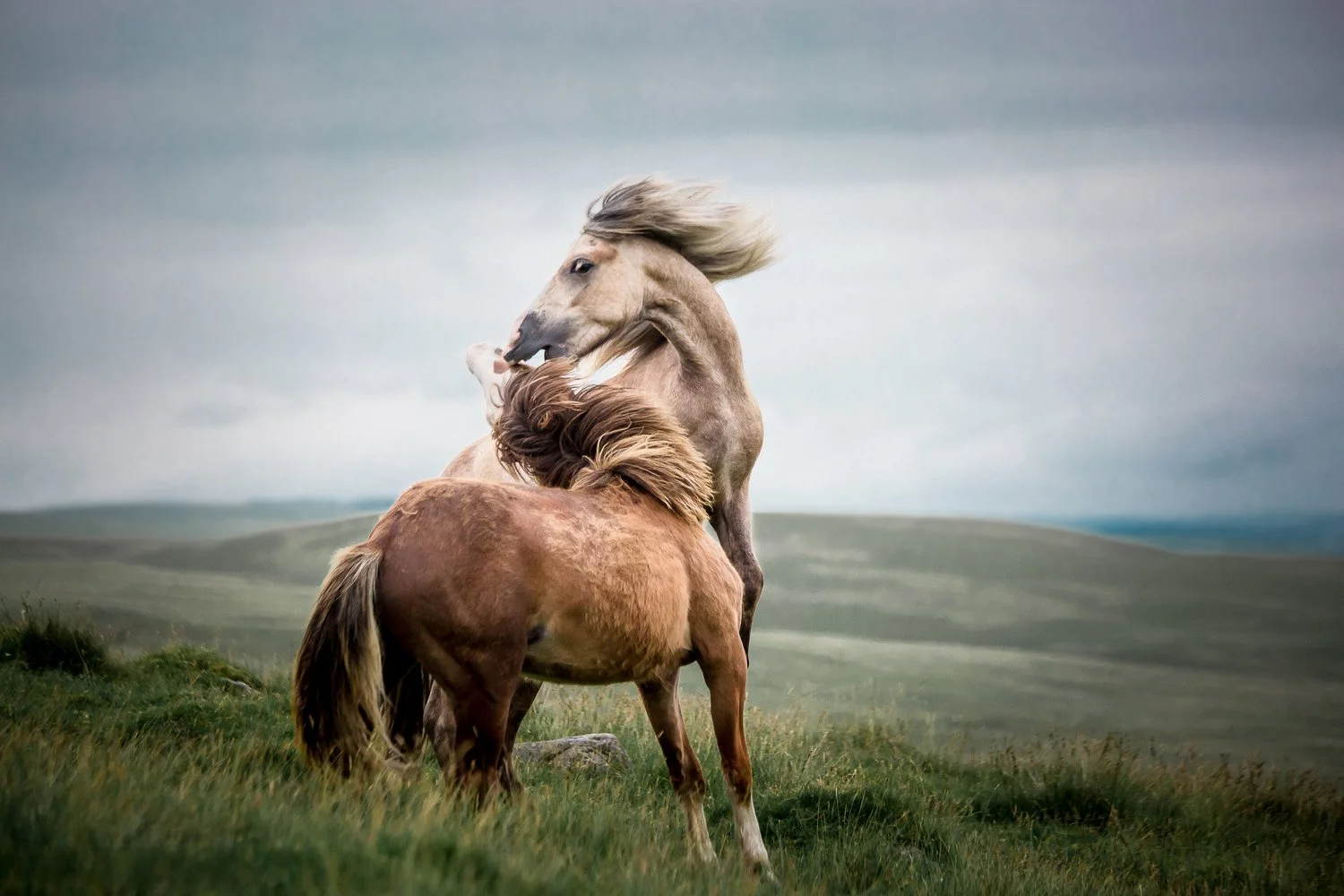 Two horses, one gray and one brown, appearing to be playing or fighting against a backdrop of rolling hills and a cloudy sky.