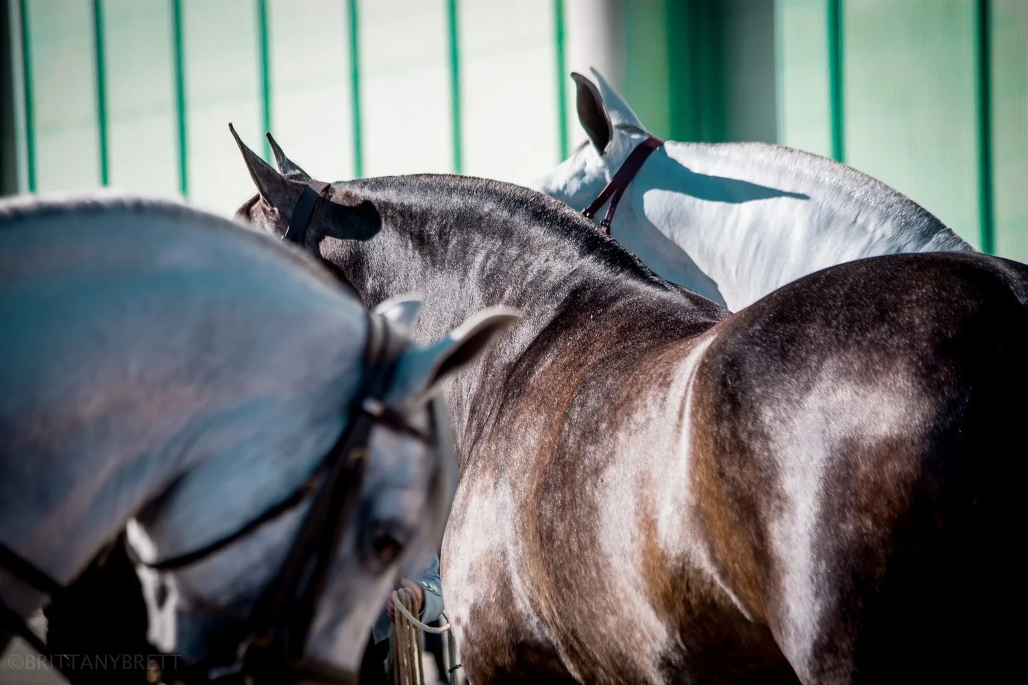 Multiple horses in a stable, with close-up views of their backs and heads, some wearing bridles and halters.