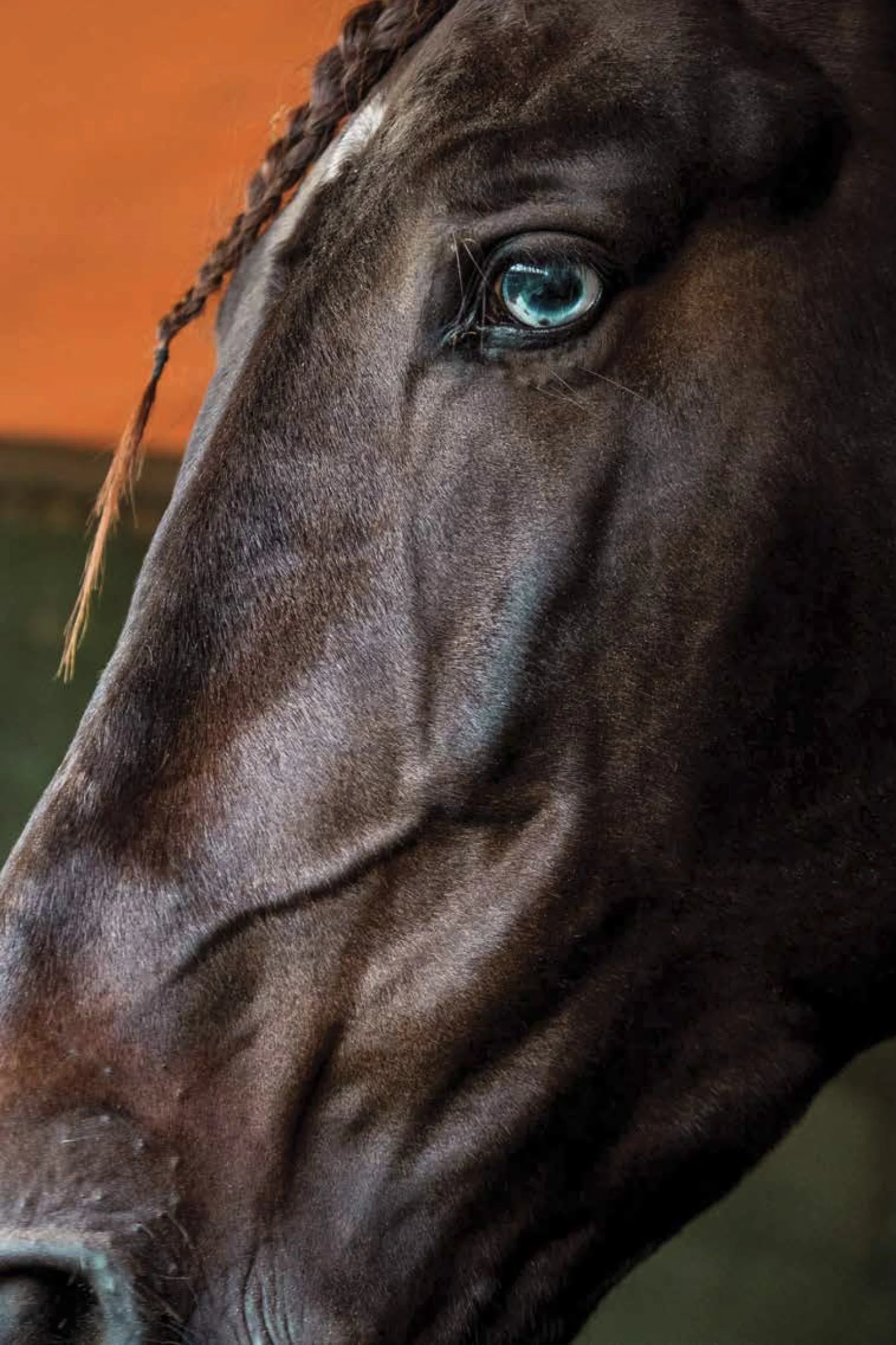 Close-up of a brown horse's face with a striking blue eye and braided mane, against an orange background.
