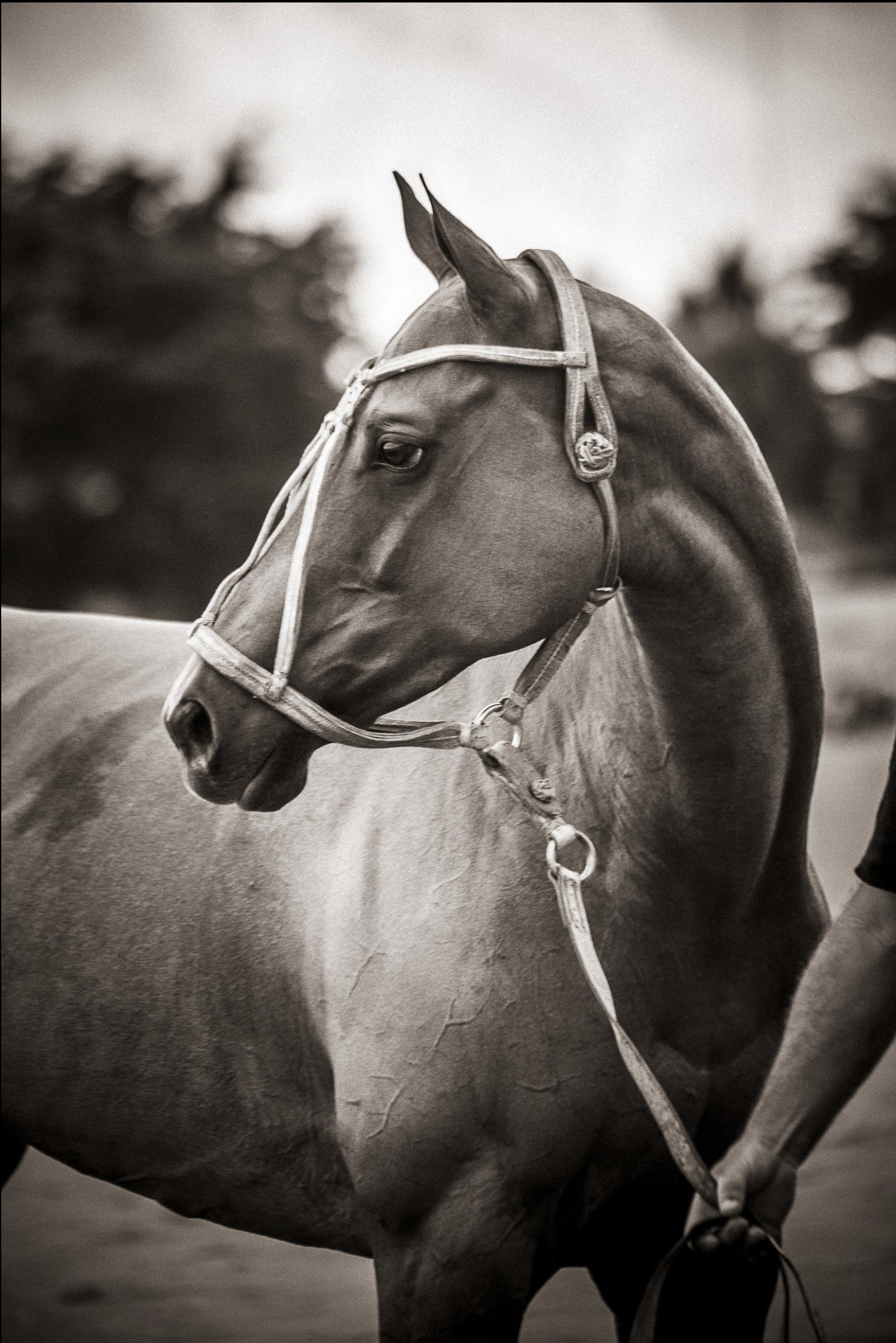 A close-up of a horse's head and neck in black and white, showing a bridle and lead rope, with blurred background foliage.