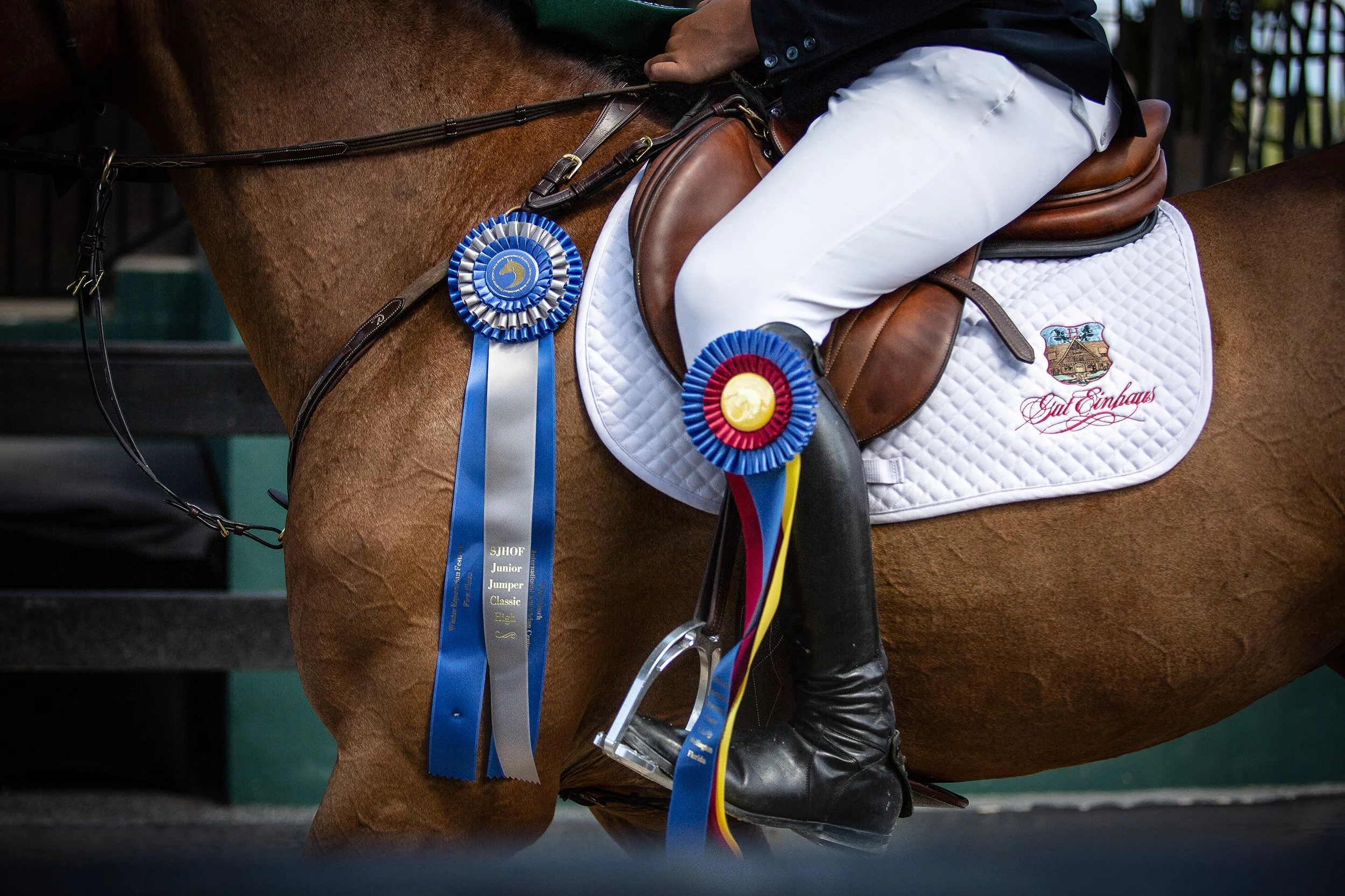 Close-up of a horse's saddle with winner ribbons attached, ridden by a rider in white pants and black jacket, holding the reins. The ribbons have blue, red, and yellow colors indicating awards at an equestrian event.