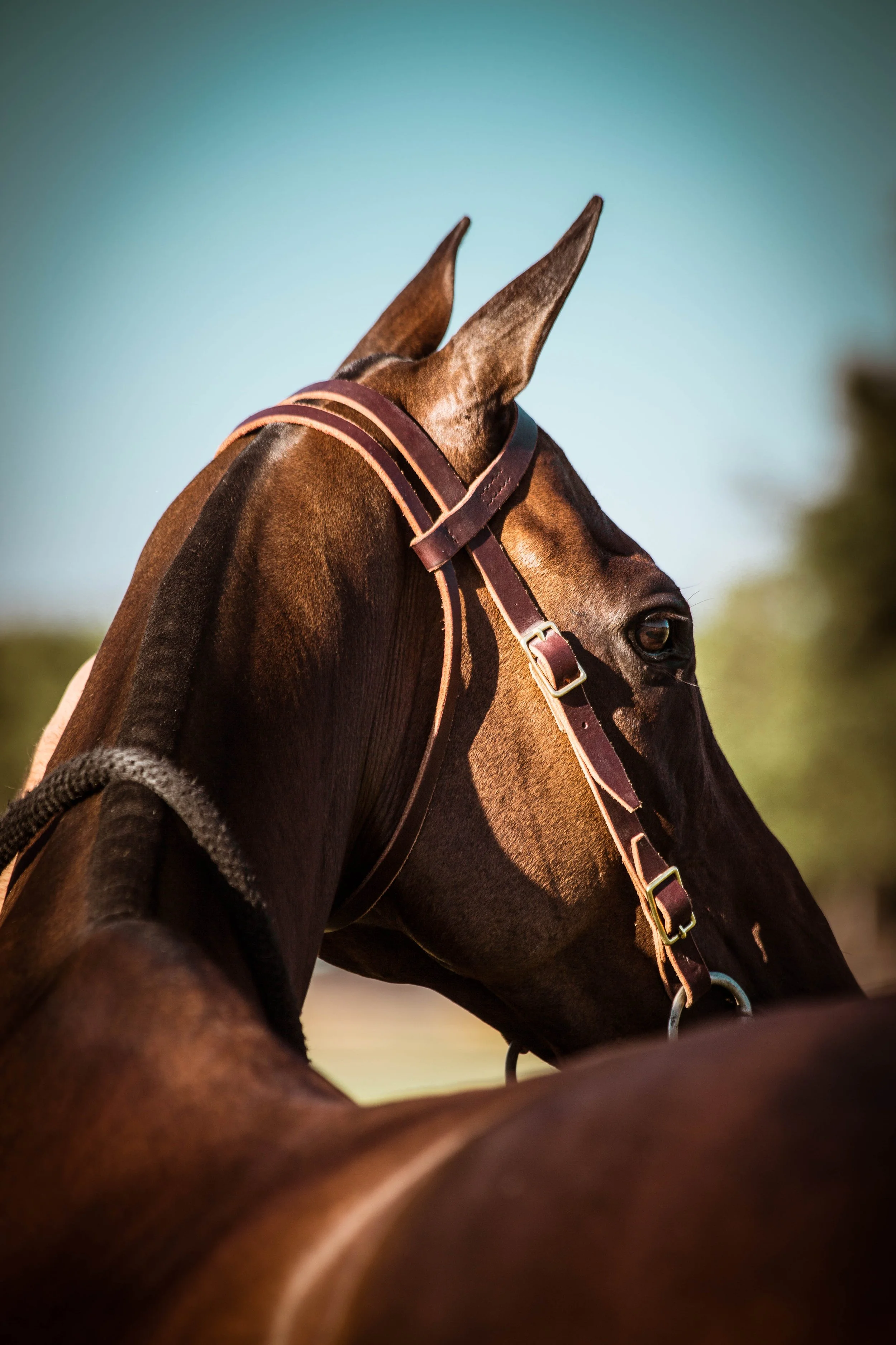 Close-up of a brown horse's head with a brown halter, against a blue sky background.