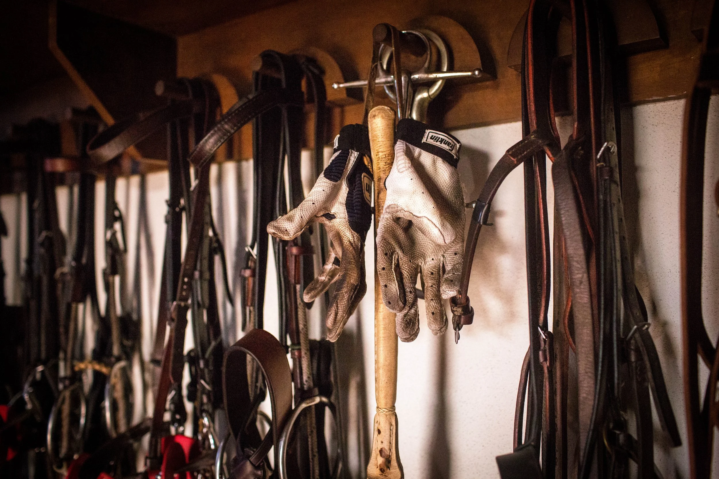 A row of various black, brown, and red horse bridles and halters hanging on hooks inside a closet or storage area.