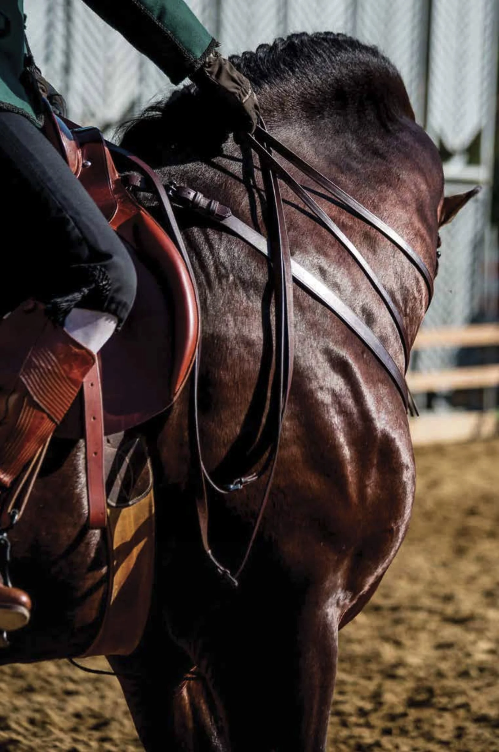 Close-up view of a brown horse with a saddle and bridle, standing on a dirt surface.