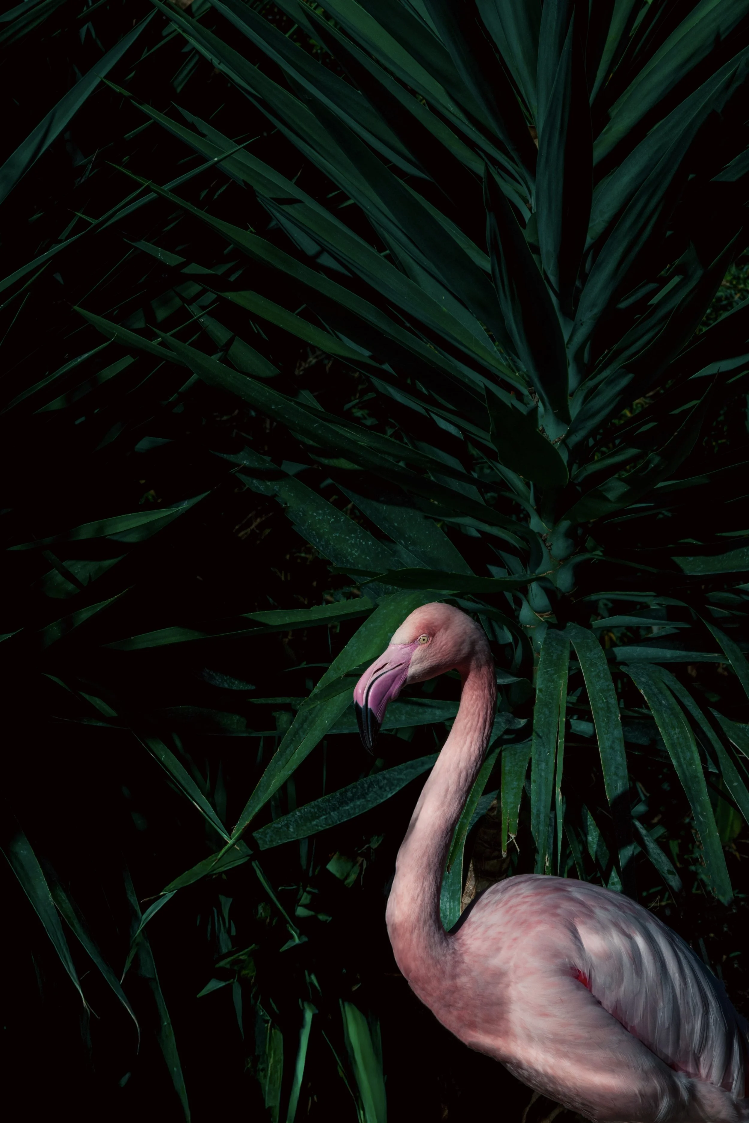 SS-Jardin animalier_33.jpg