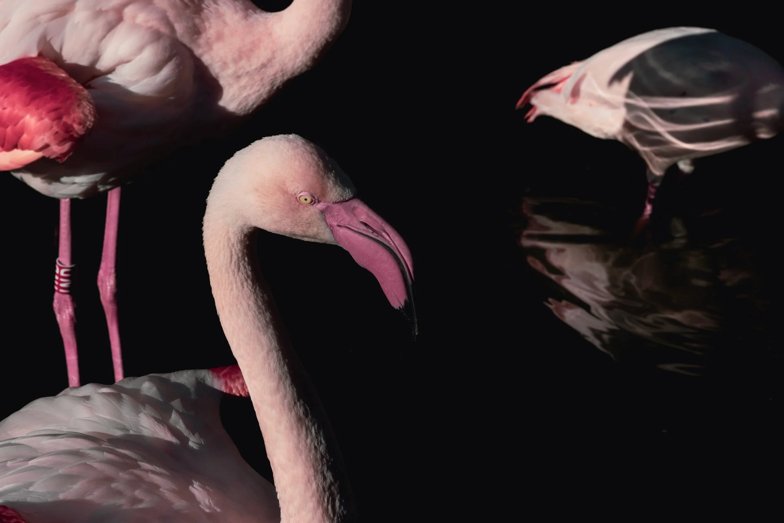 SS_Jardin Animalier-55.jpg
